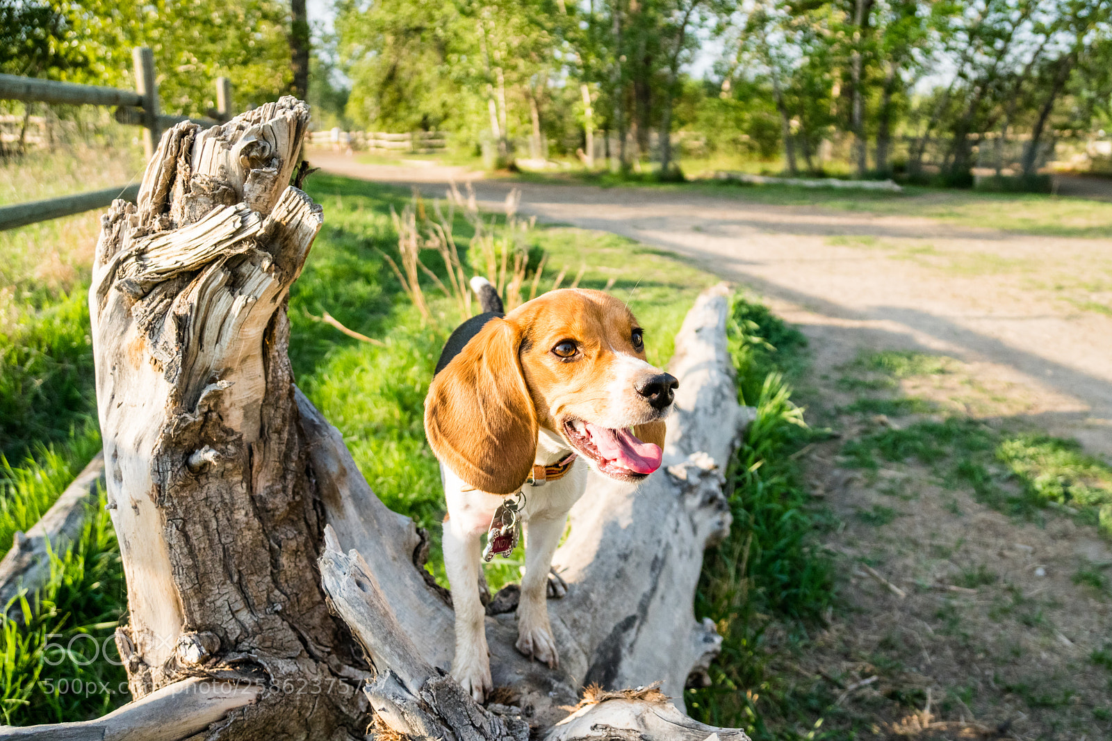 Sony a6500 sample photo. Indy the beagle photography