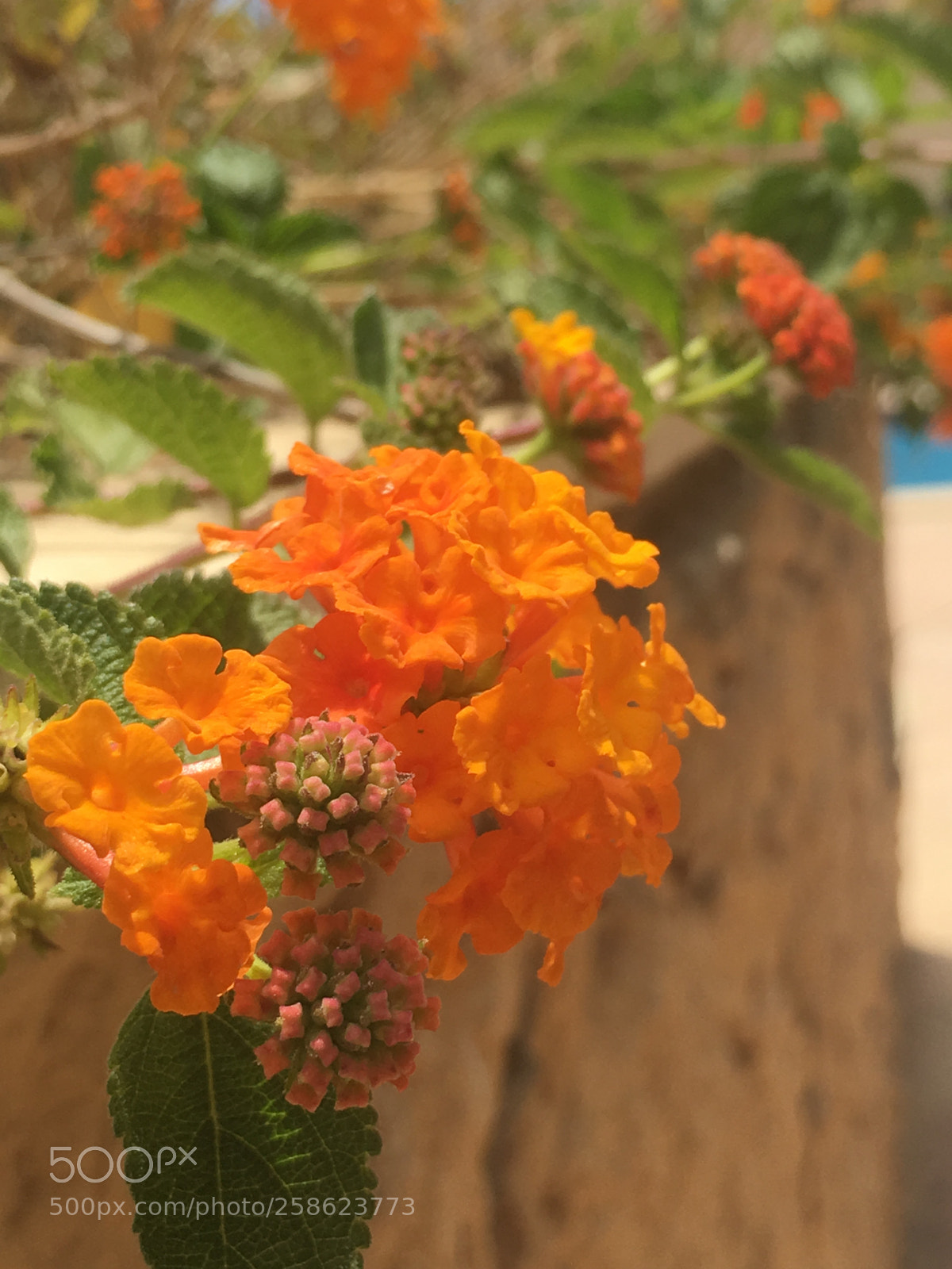 Apple iPhone 6s sample photo. Untitled photography