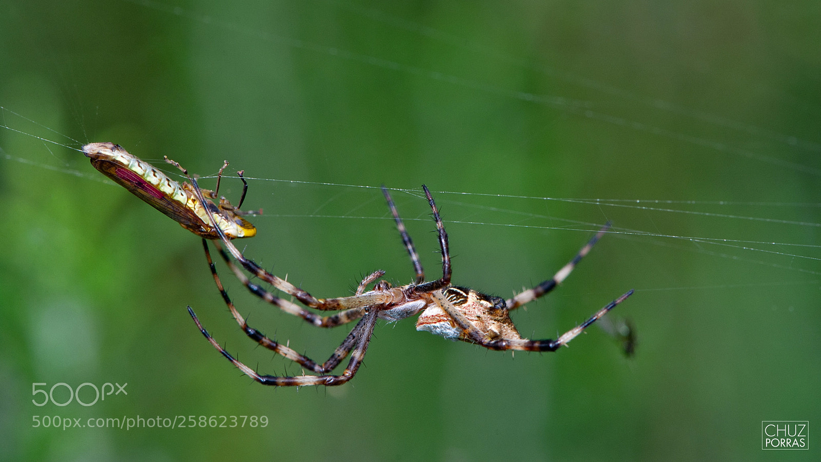 Nikon D7100 sample photo. Spider and prey photography