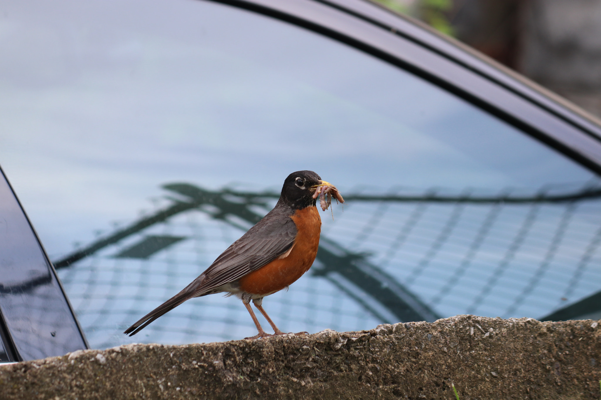 Canon EF-S 55-250mm F4-5.6 IS sample photo. Robin in spring photography