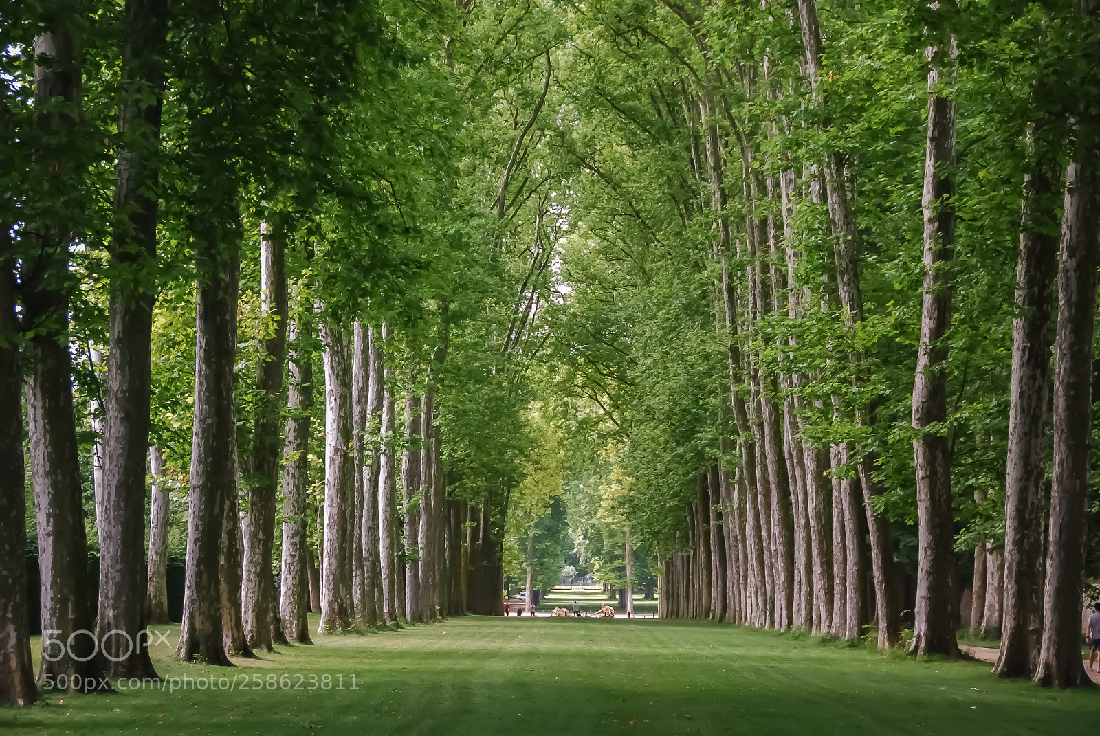 Nikon D40X sample photo. Versalhes jardim photography