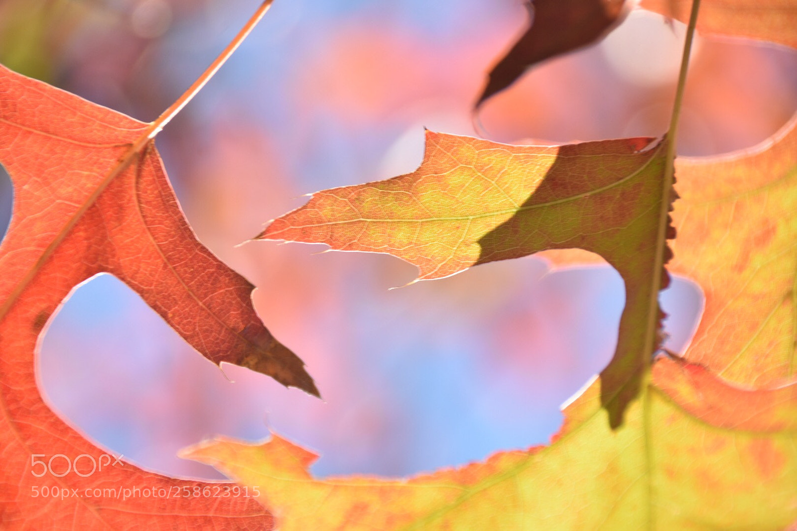 Nikon D3400 sample photo. Autumn  photography