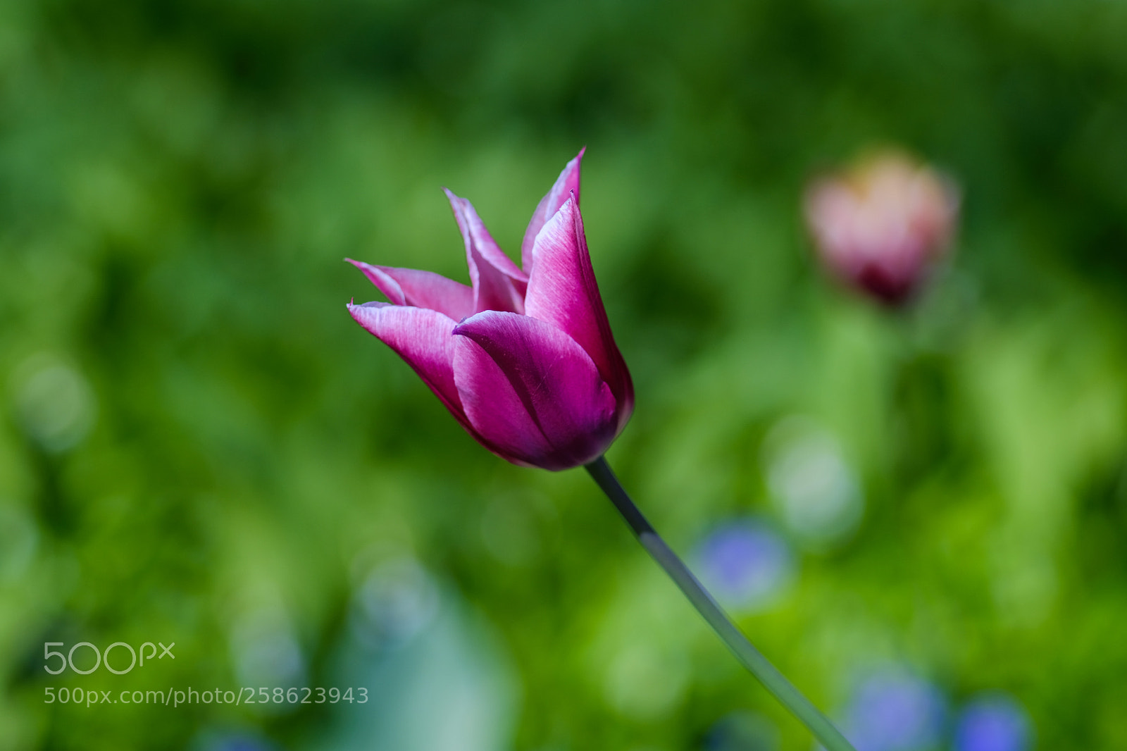 Fujifilm X-T20 sample photo. Mayexports photography