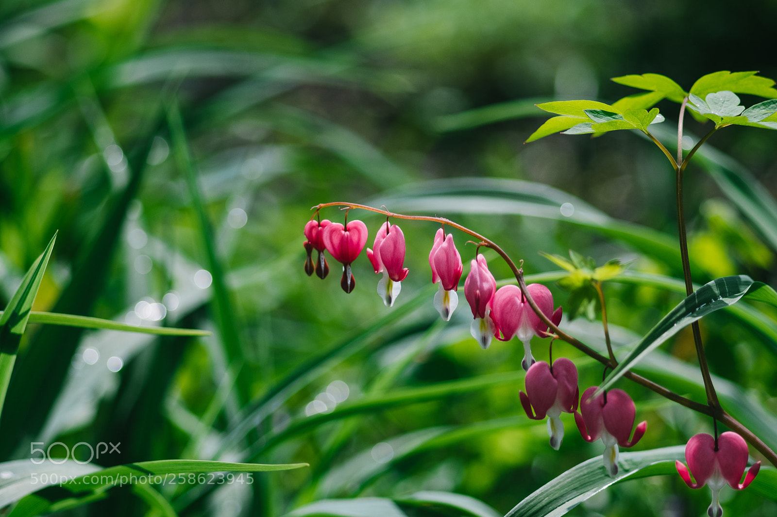 Fujifilm X-T20 sample photo. Mayexports photography