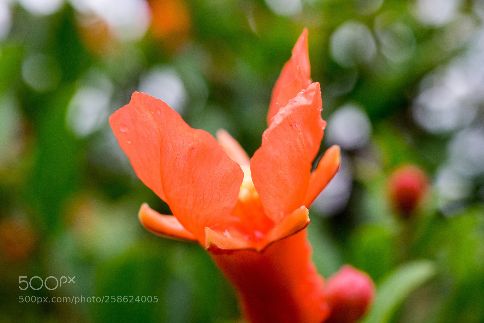Sony a7 sample photo. Pomegranate flower #1 photography