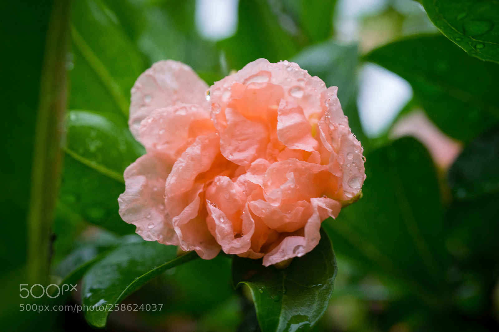 Sony a7 sample photo. Pomegranate flower #2 photography
