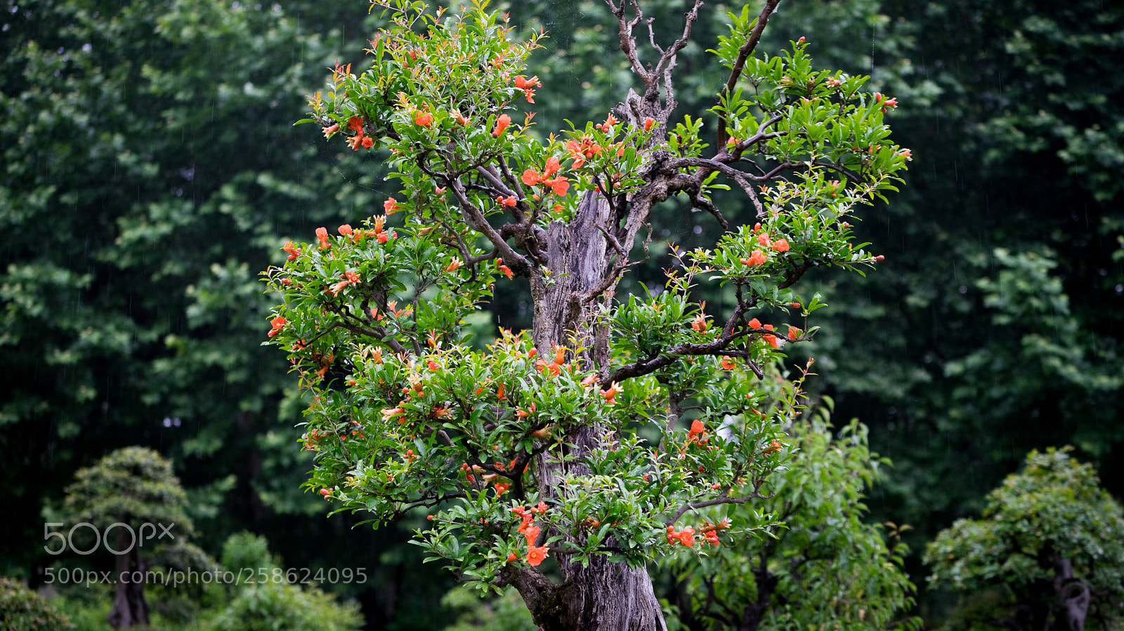 Sony a7 sample photo. Pomegranate tree photography