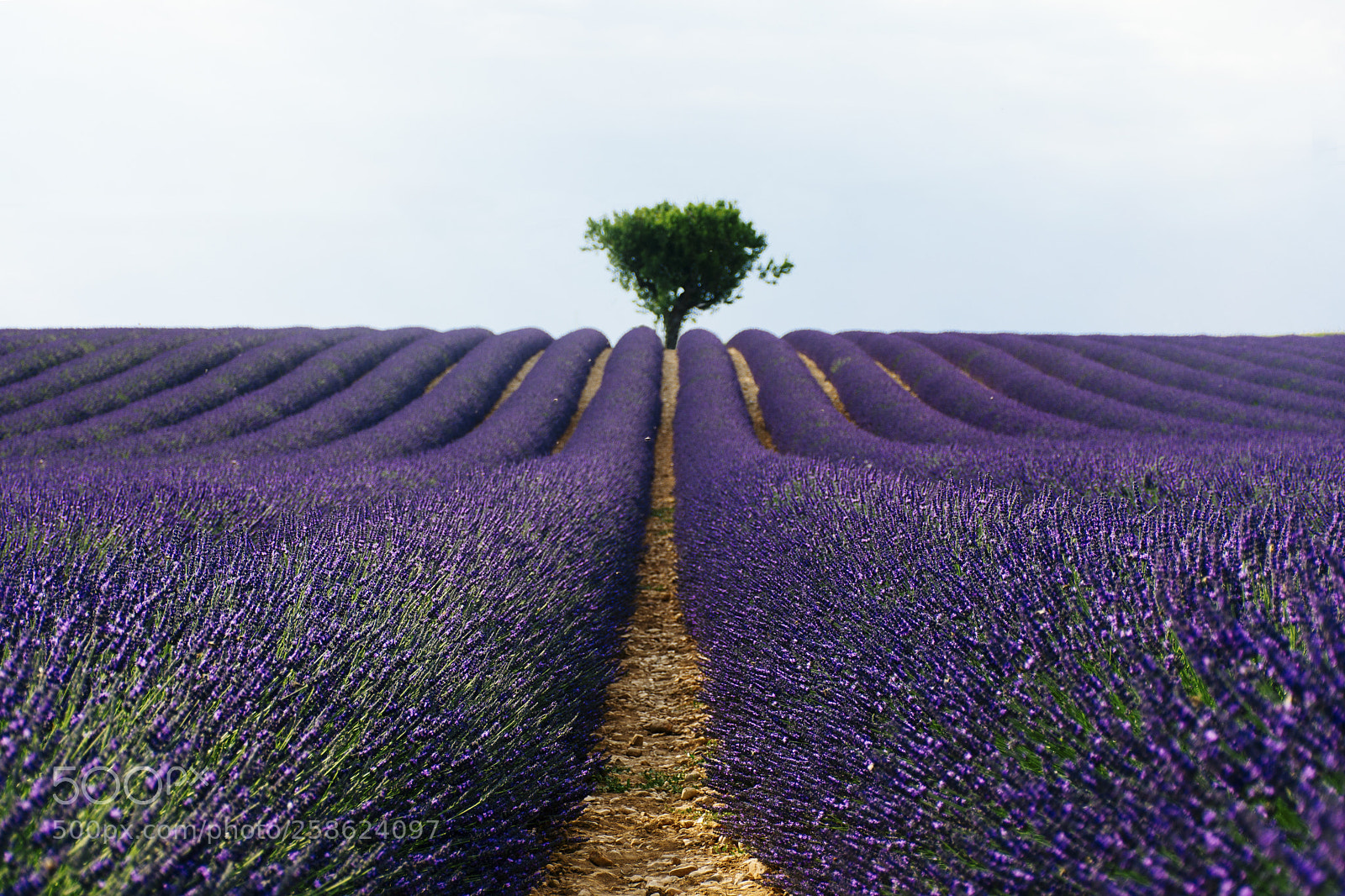 Nikon D7100 sample photo. Lavender rows photography