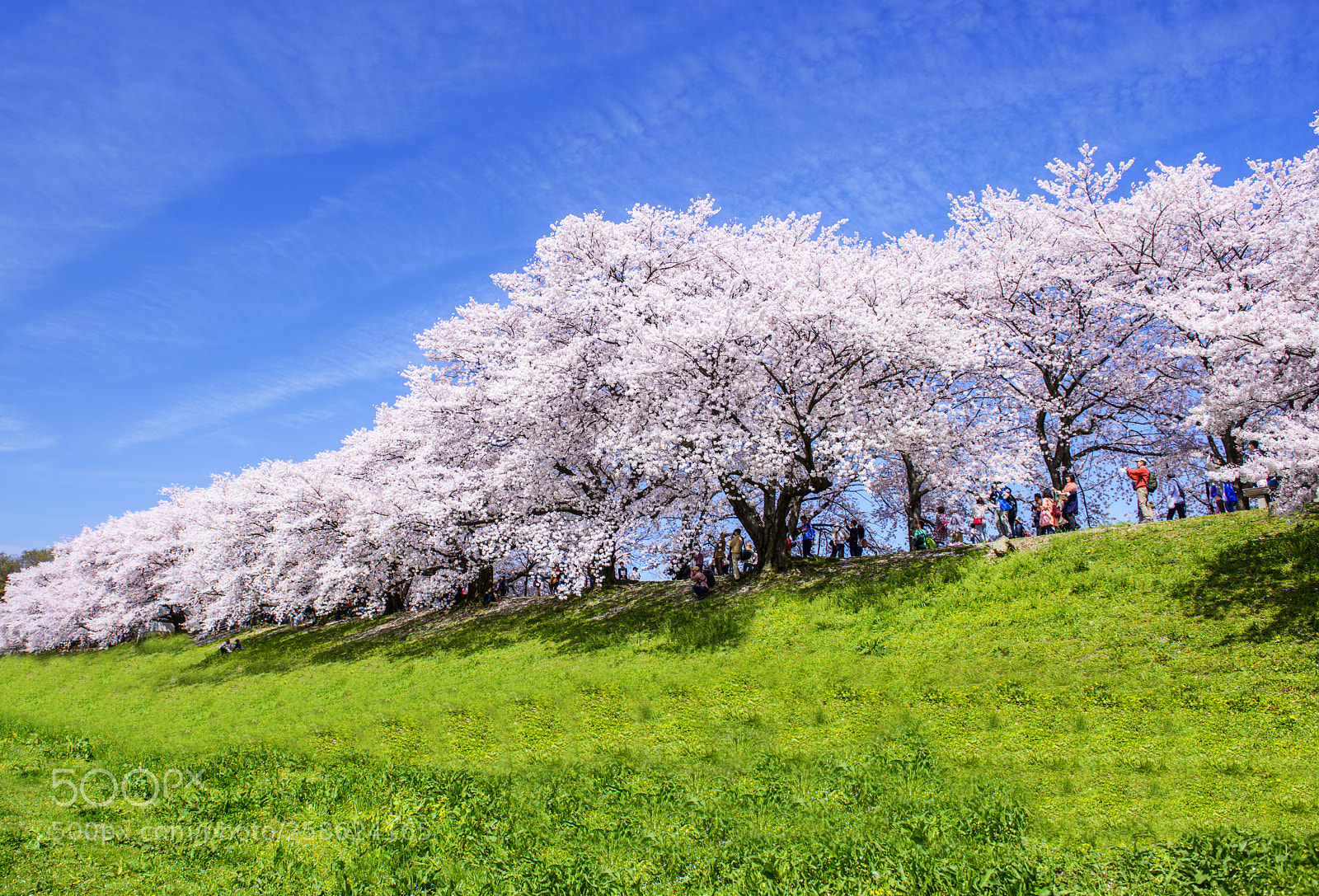 Nikon D800 sample photo. Cherry blossom kyoto photography