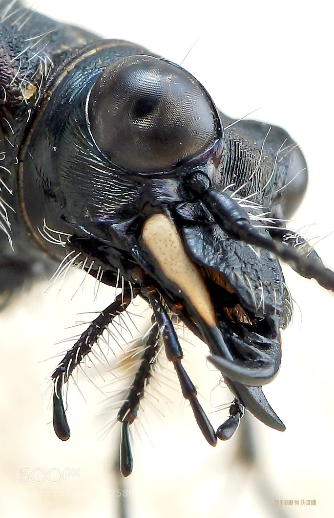 Sony SLT-A99V sample photo. Cicindela sylvatica photography