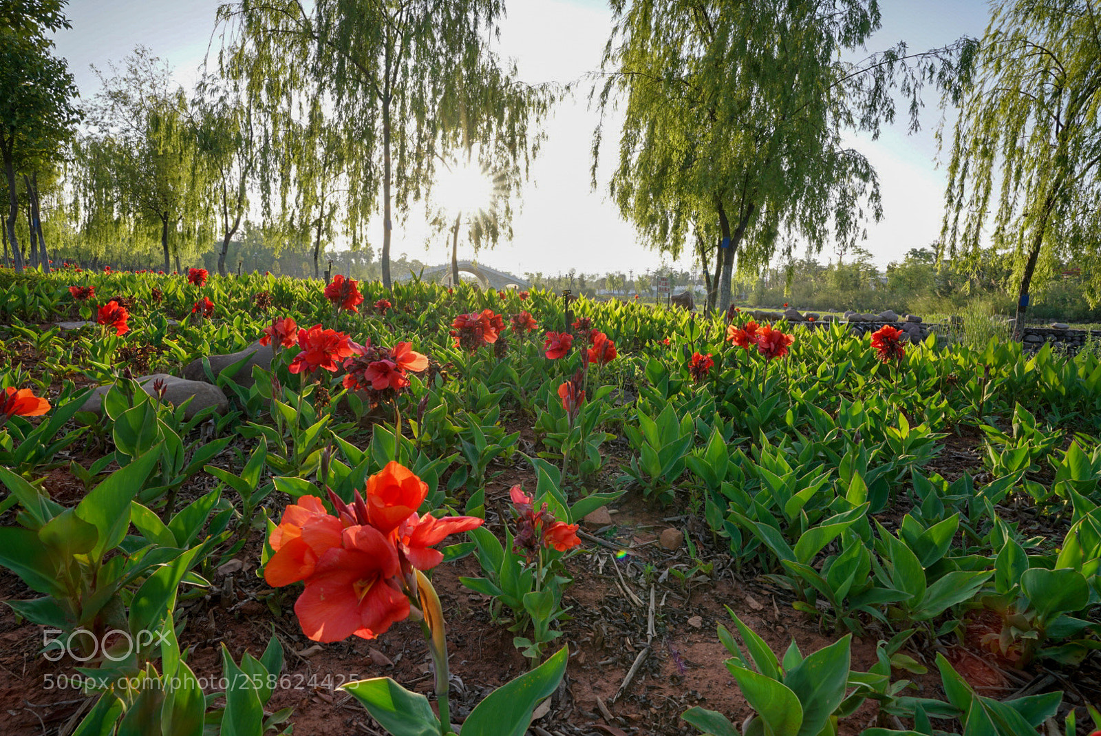 Sony a7R II sample photo. Untitled photography