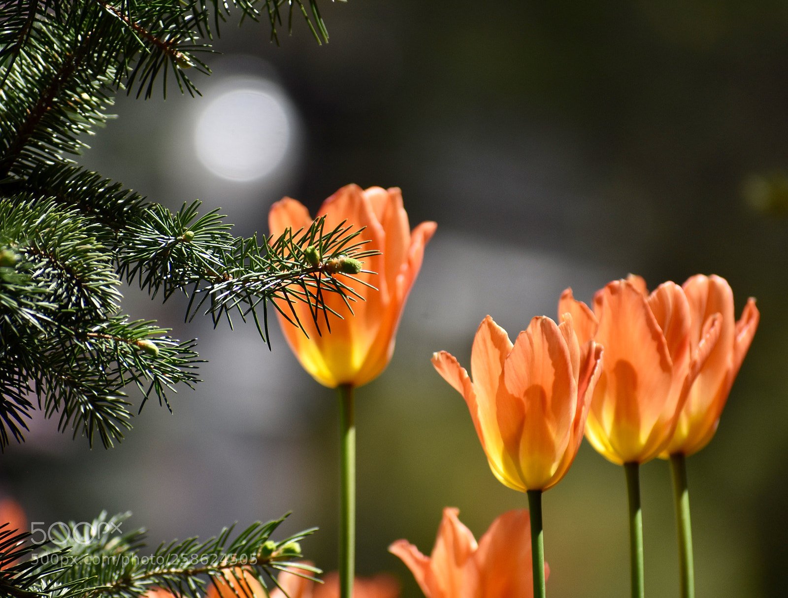 Nikon D3400 sample photo. Aspen in bloom photography
