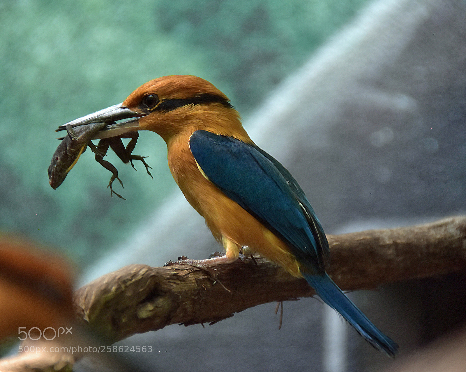 Nikon D7200 sample photo. Guam kingfisher photography