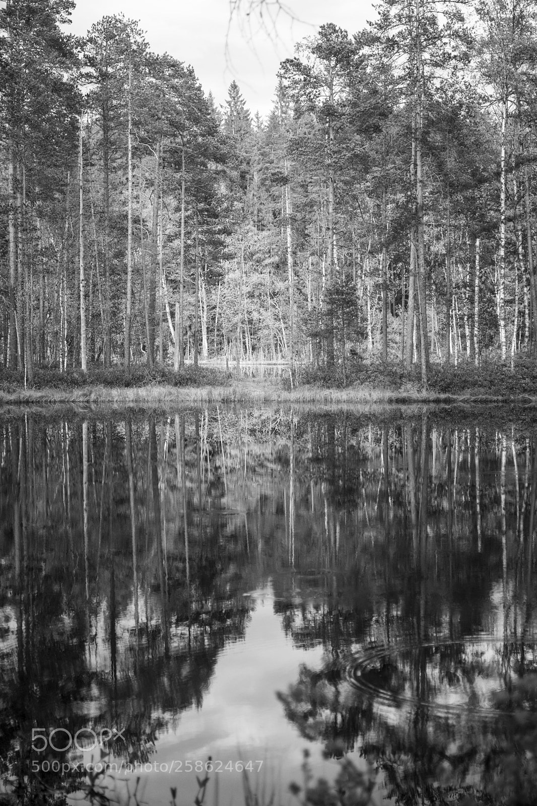 Canon EOS 6D Mark II sample photo. Reflections photography