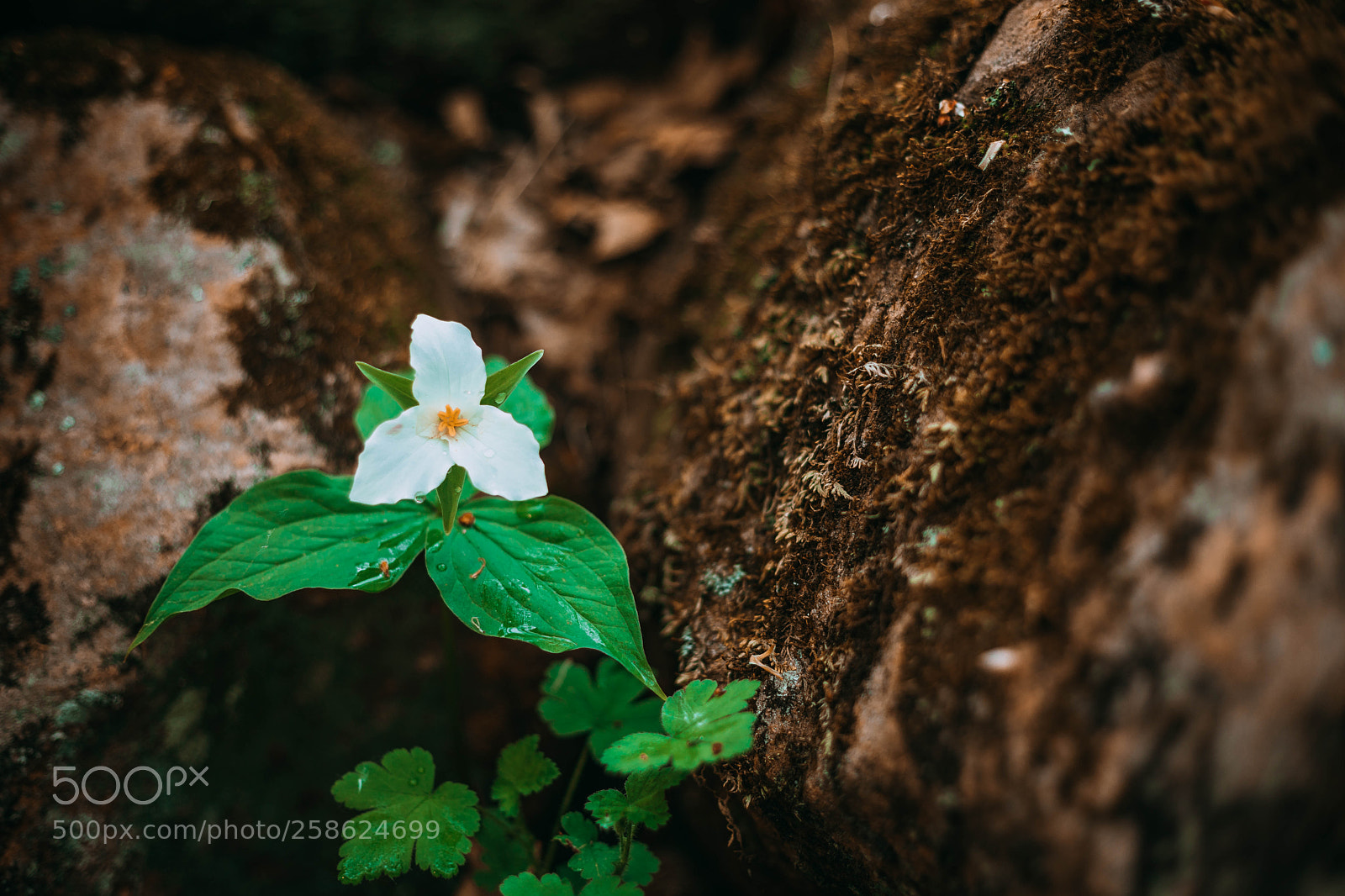 Canon EOS 5D Mark IV sample photo. Flower in the rock photography