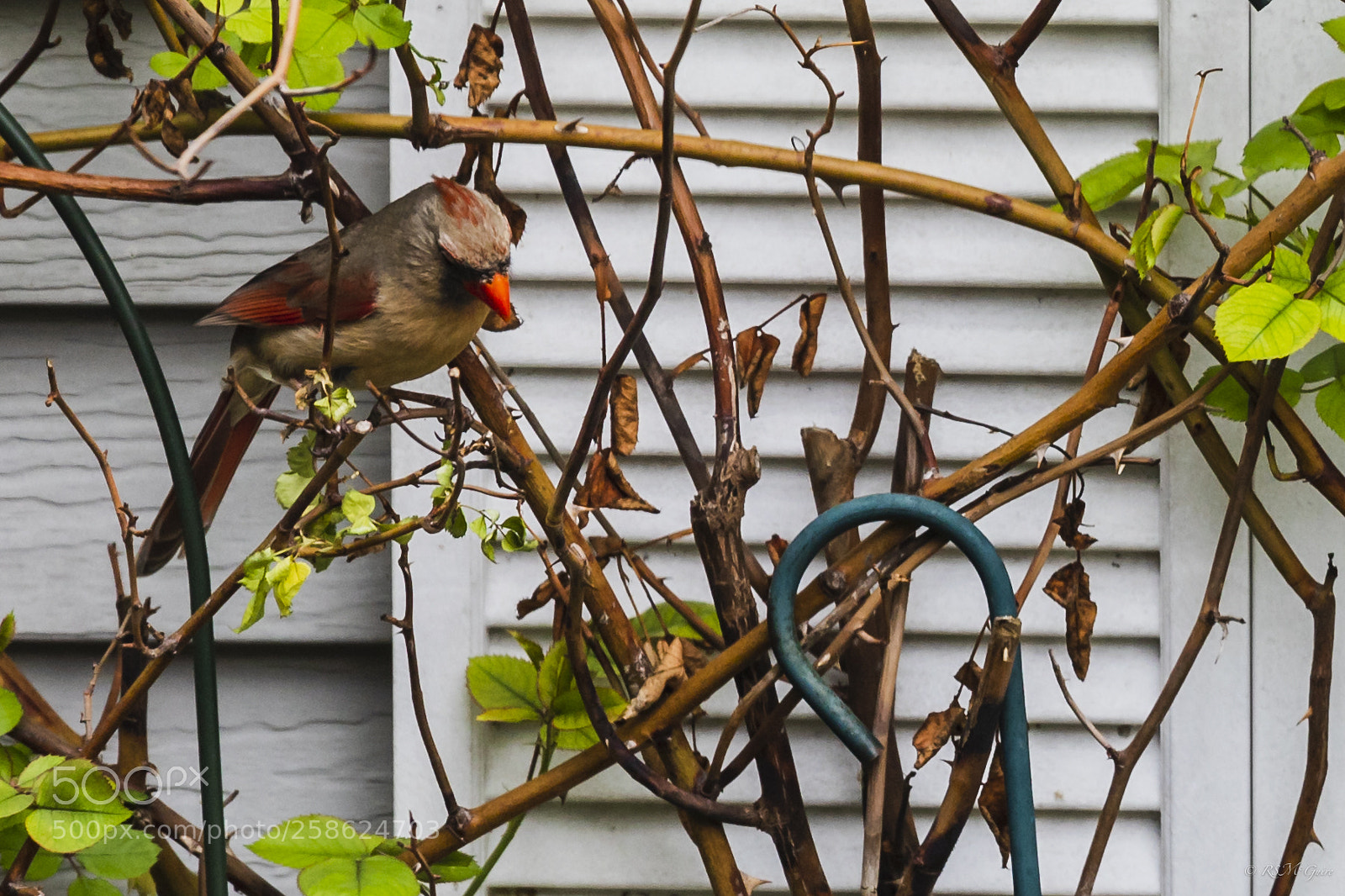 Canon EOS 6D Mark II sample photo. Female cardinal photography