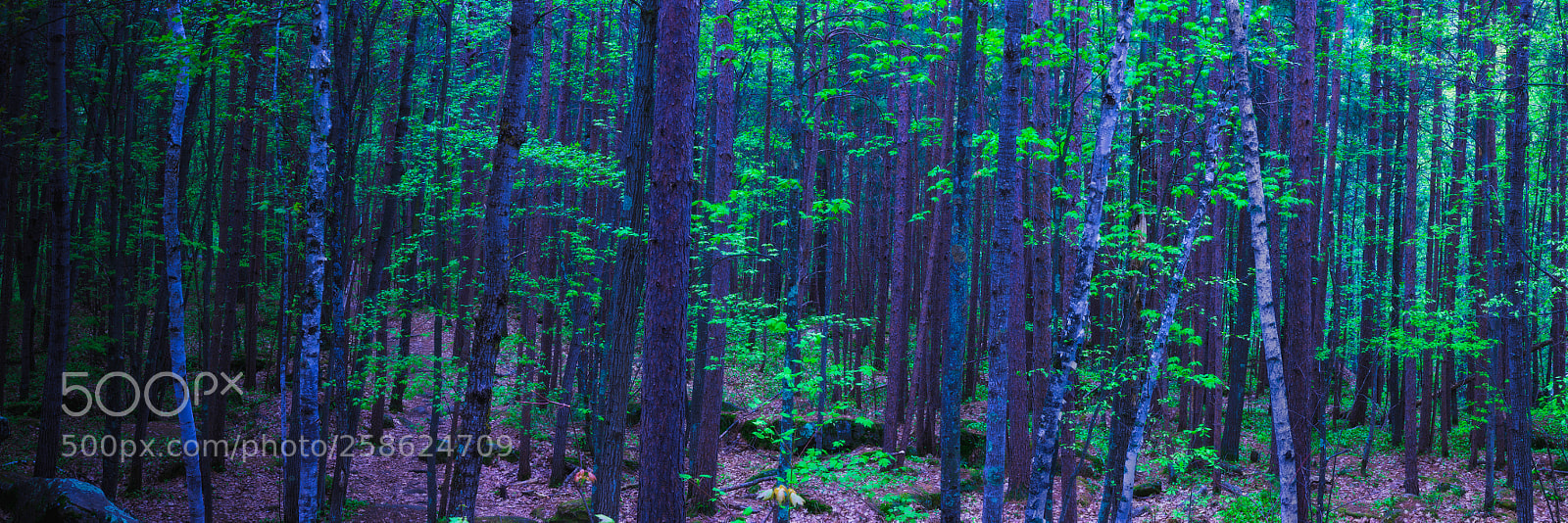 Canon EOS 5D Mark IV sample photo. Blooming woodland photography