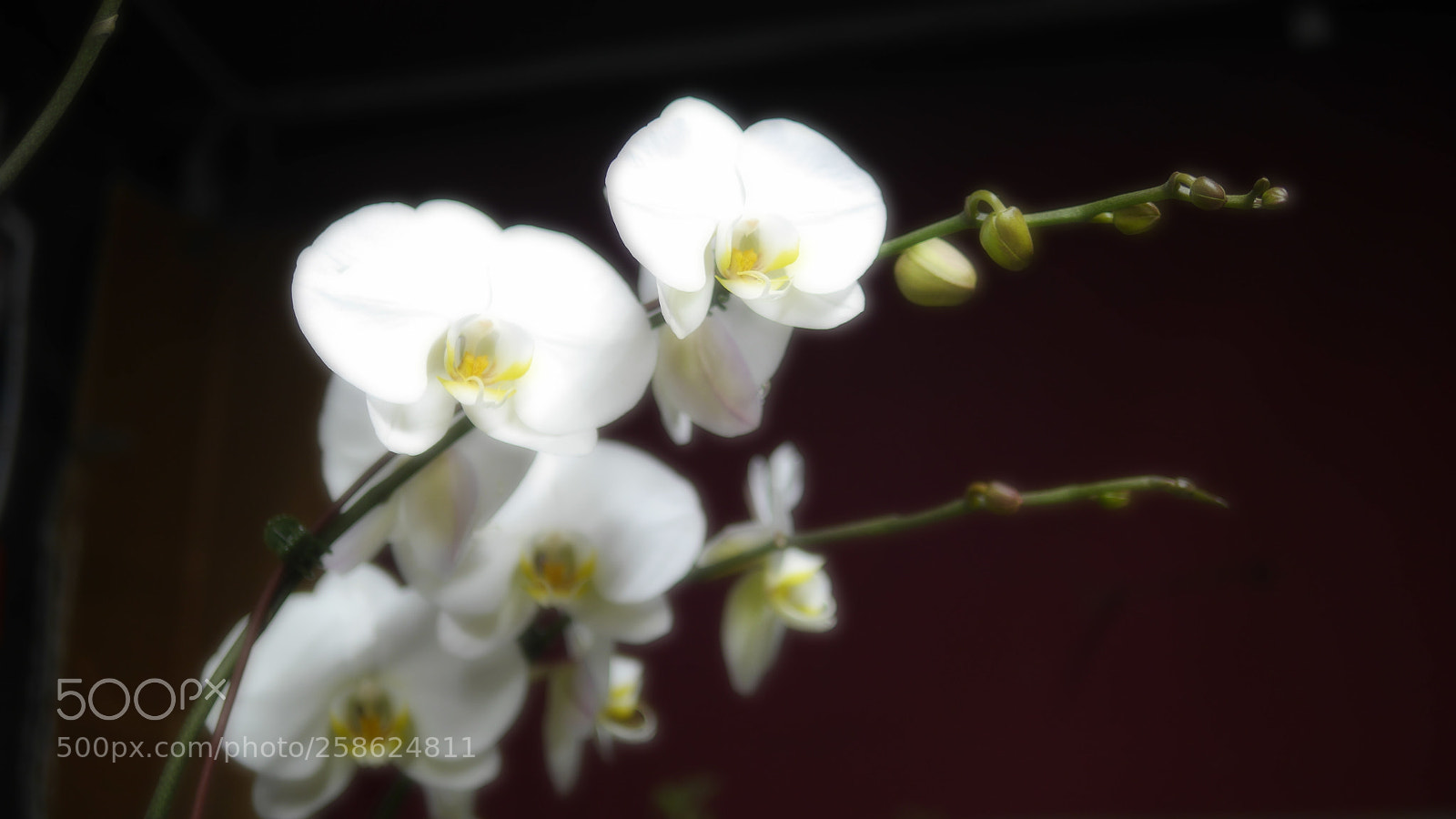 Panasonic Lumix DMC-GH3 sample photo. Orchids in night photography