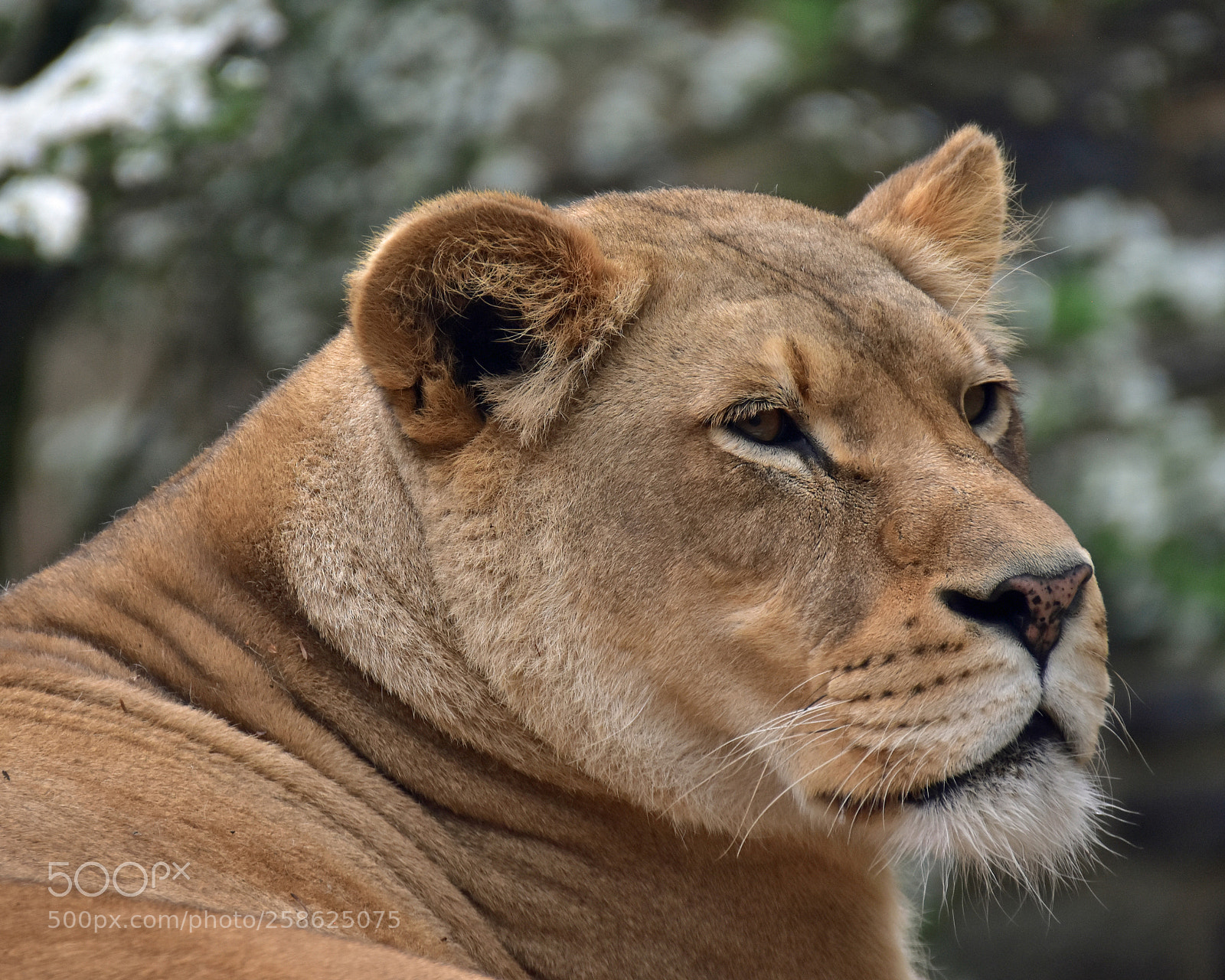 Nikon D7200 sample photo. Lioness photography