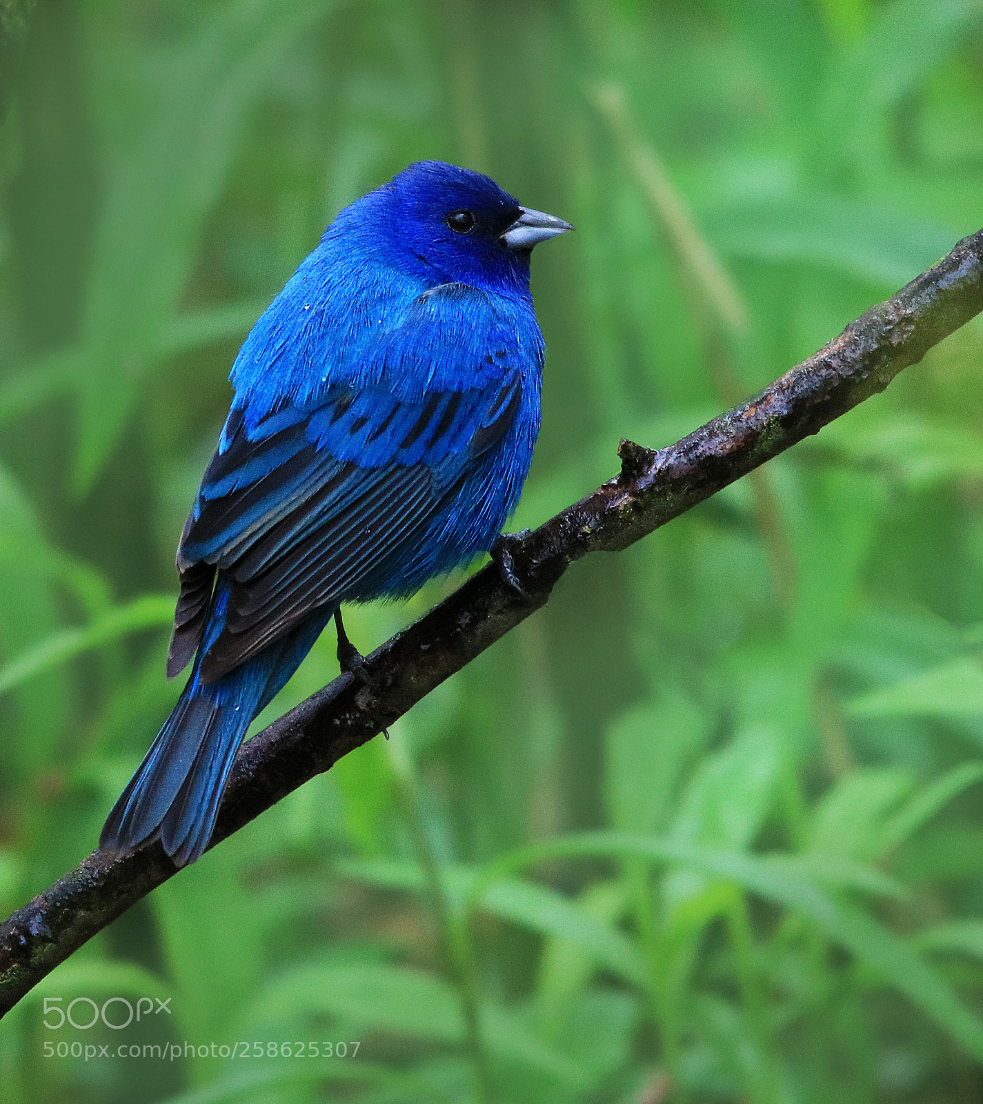 Canon EOS 750D (EOS Rebel T6i / EOS Kiss X8i) sample photo. Indigo bunting photography