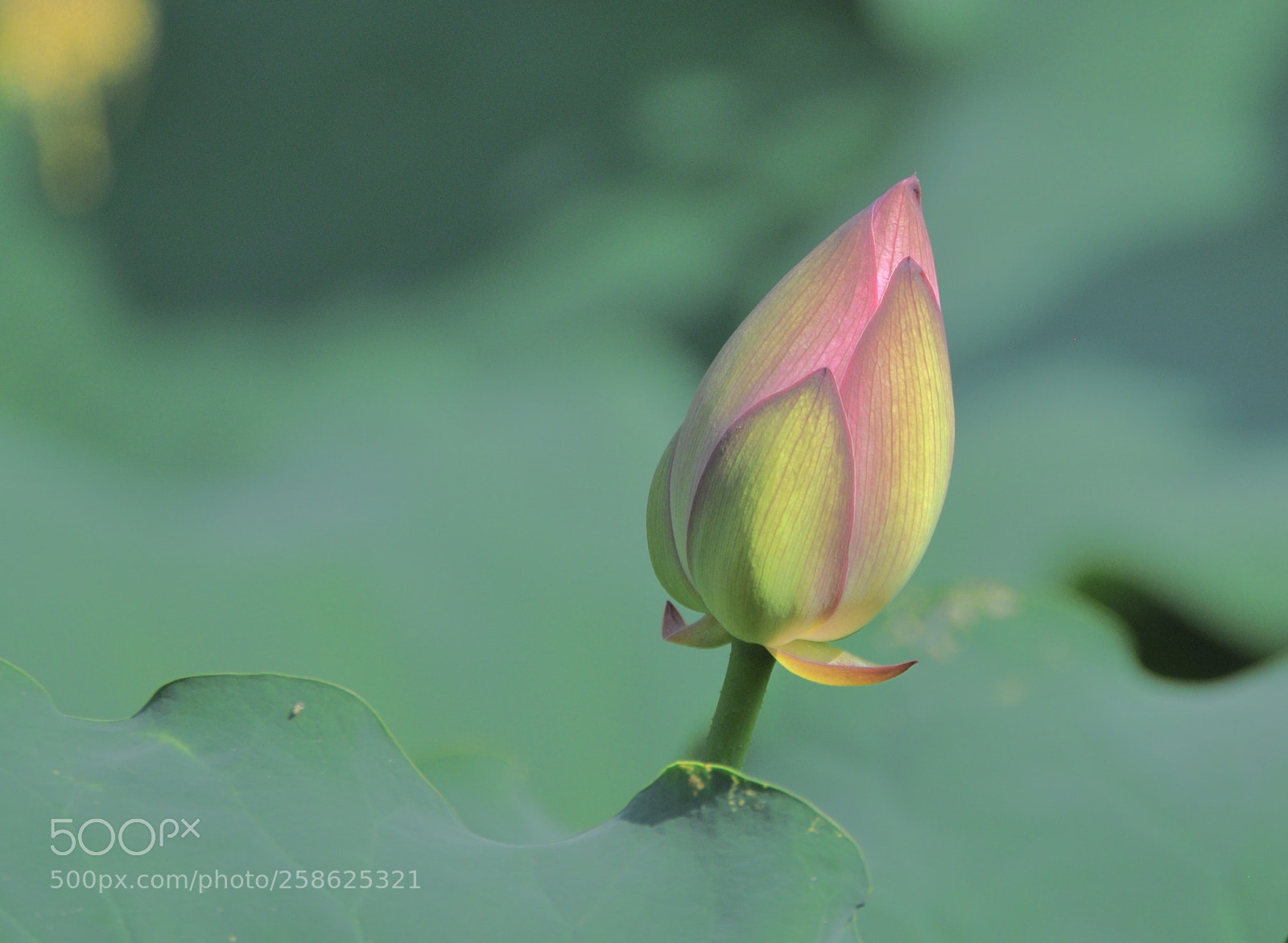 Nikon D90 sample photo. Luminous lotus photography