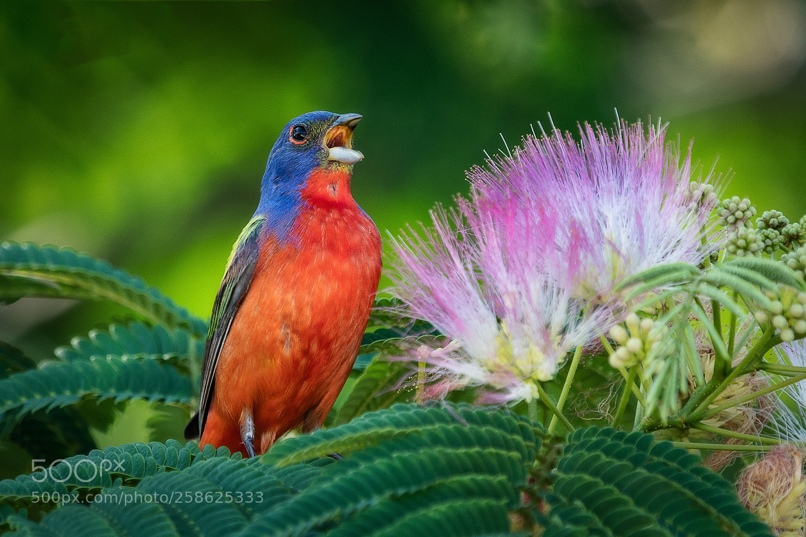 Nikon D500 sample photo. Painted bunting photography