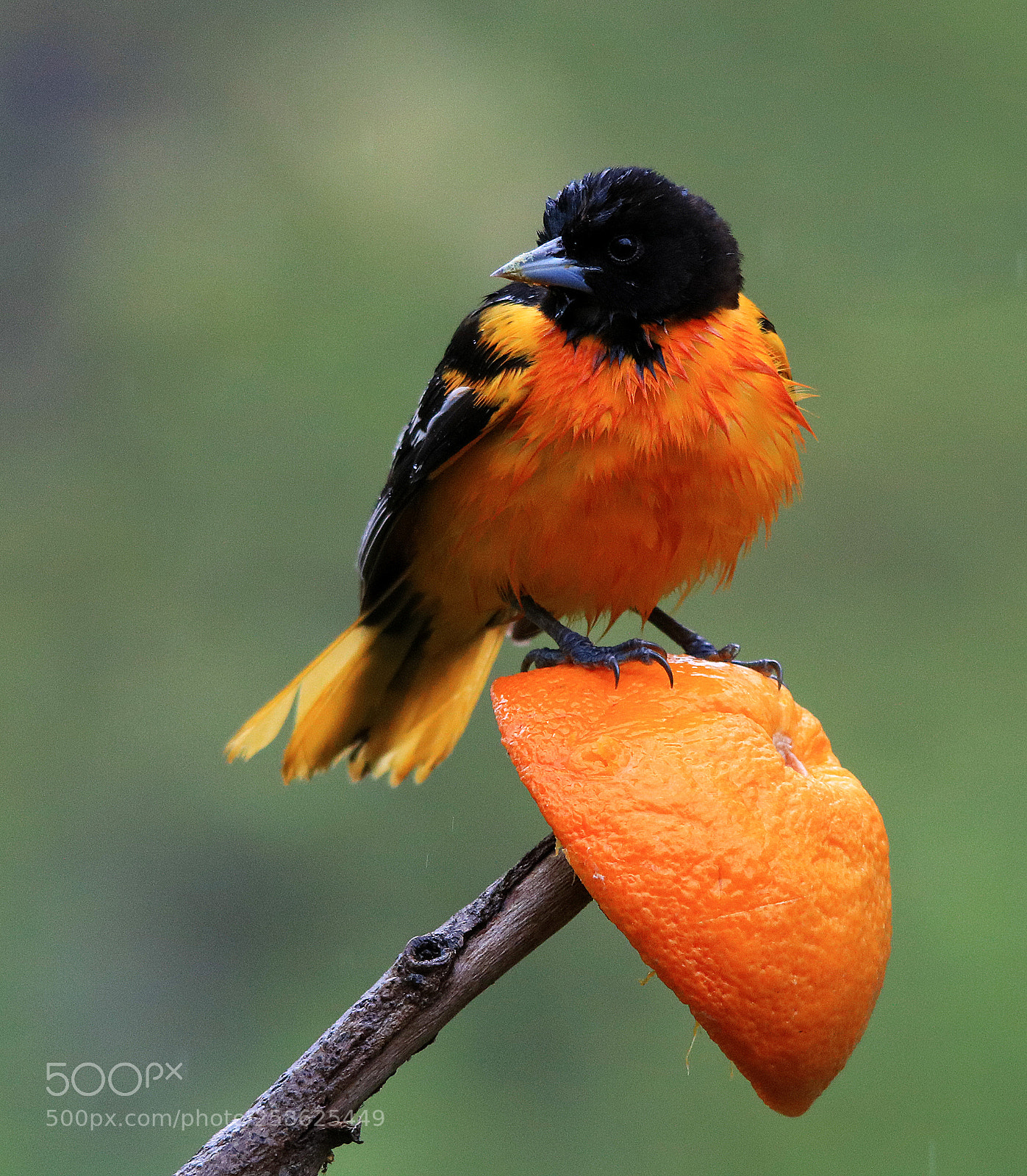 Canon EOS 750D (EOS Rebel T6i / EOS Kiss X8i) sample photo. Baltimore oriole photography