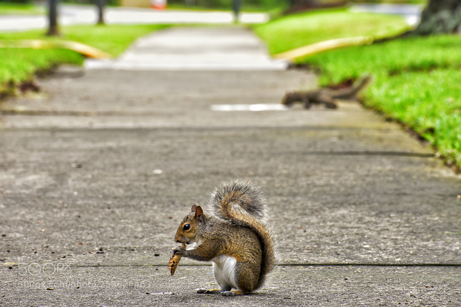 Nikon D3400 sample photo. Squirrel photography
