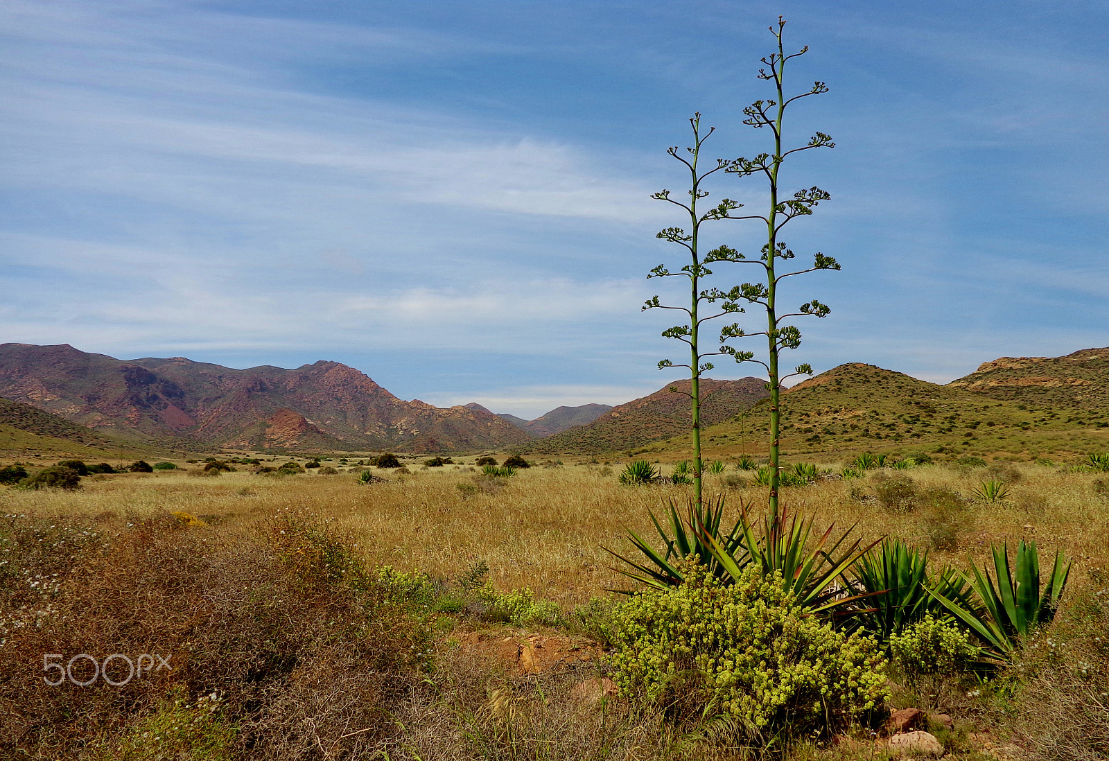 Sony Cyber-shot DSC-W690 sample photo. Agave plants in the dessert photography