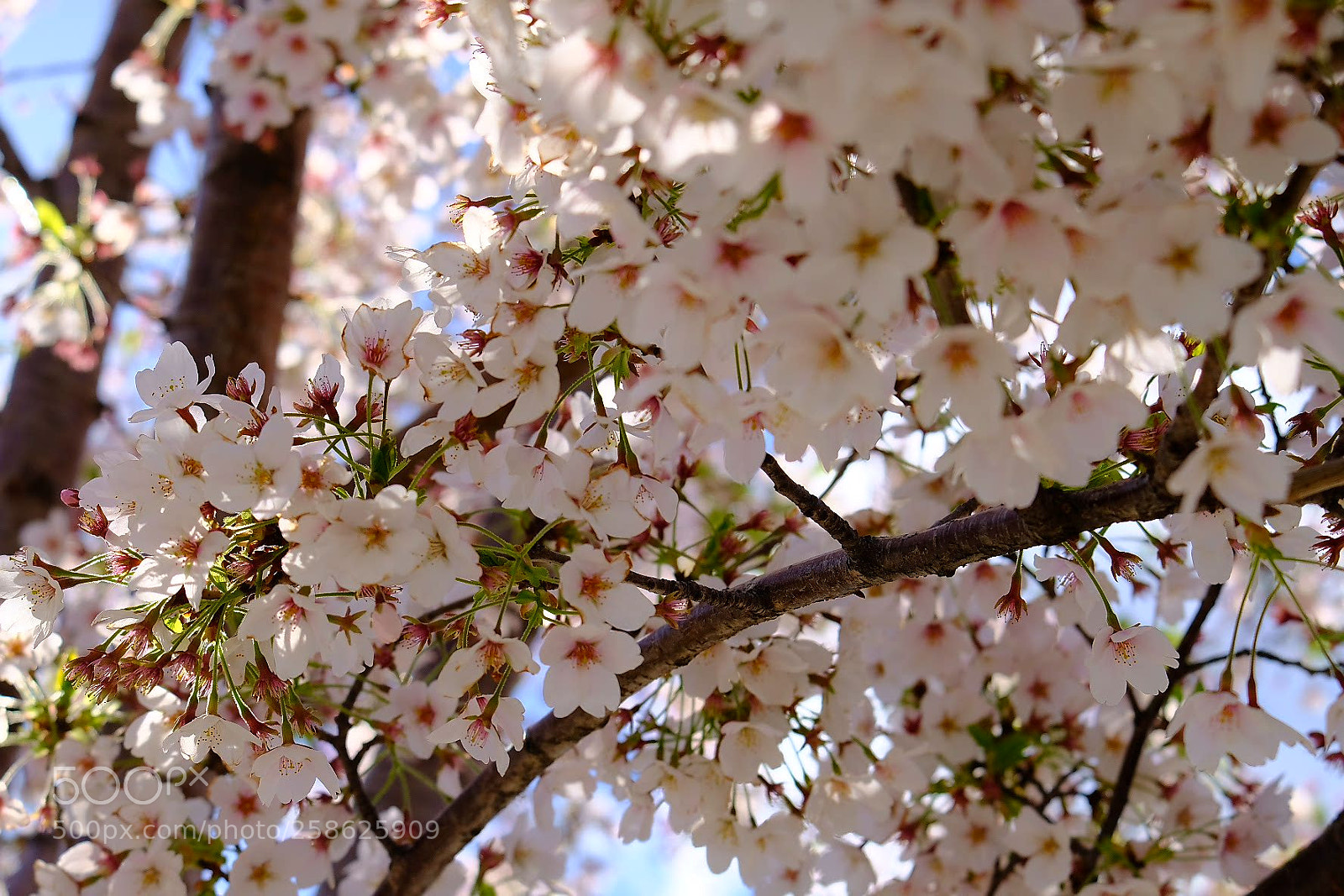 Fujifilm X-T2 sample photo. In bloom photography