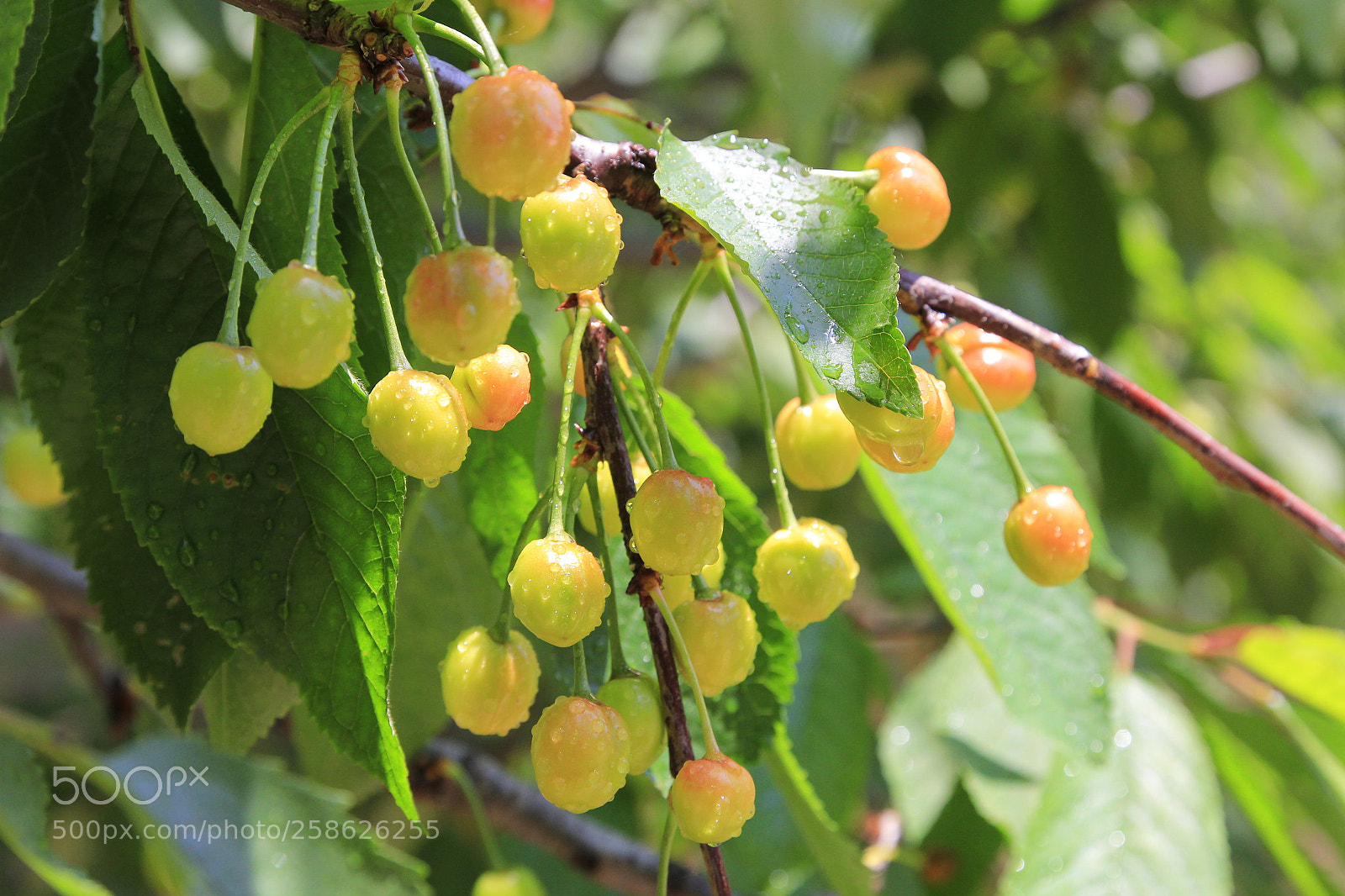 Canon EOS 60D sample photo. Mg photography