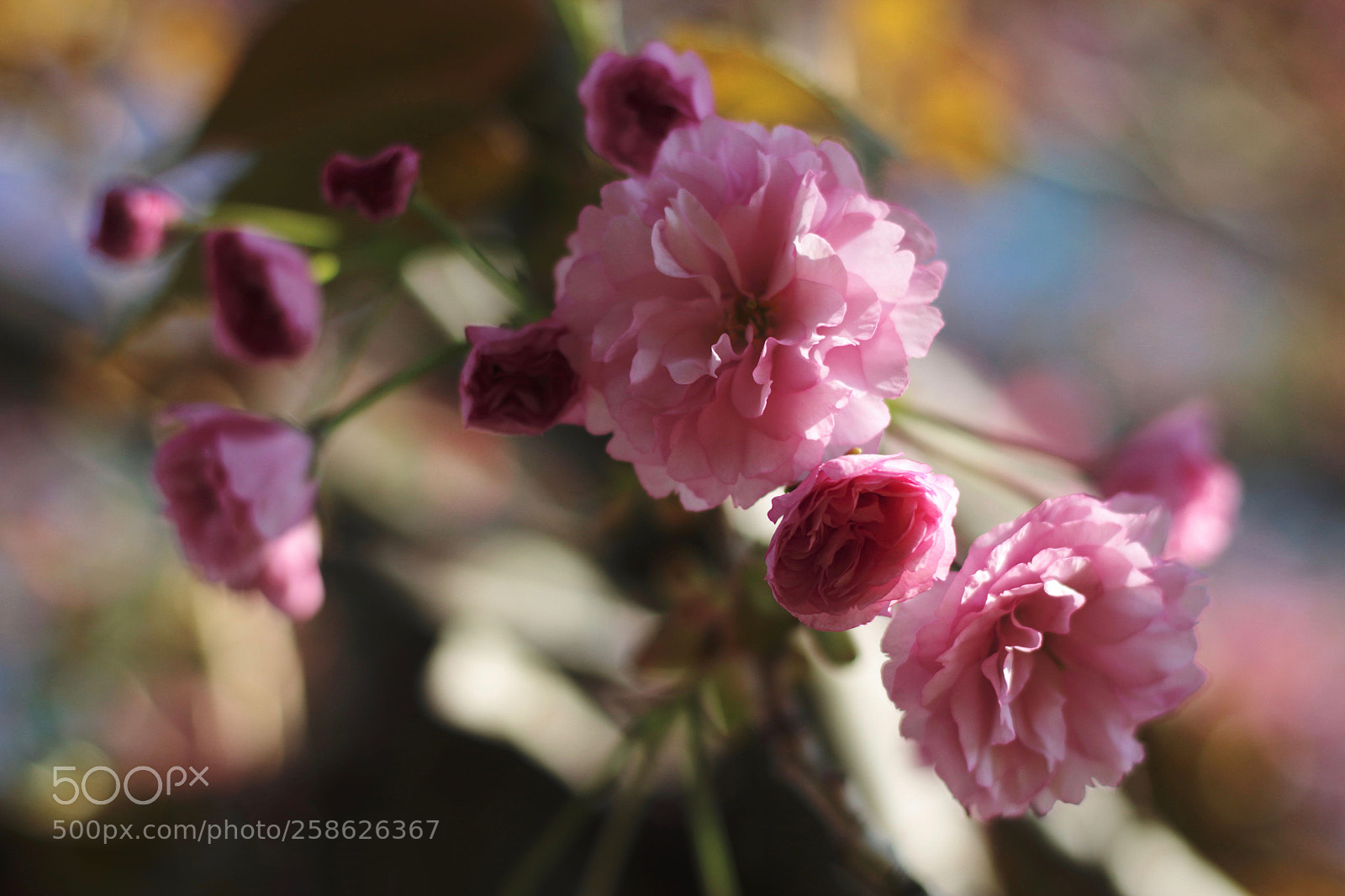 Canon EOS 700D (EOS Rebel T5i / EOS Kiss X7i) sample photo. Untitled photography