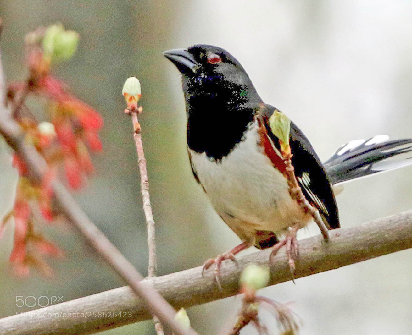 Canon EOS 7D Mark II sample photo. Eastern towhee photography
