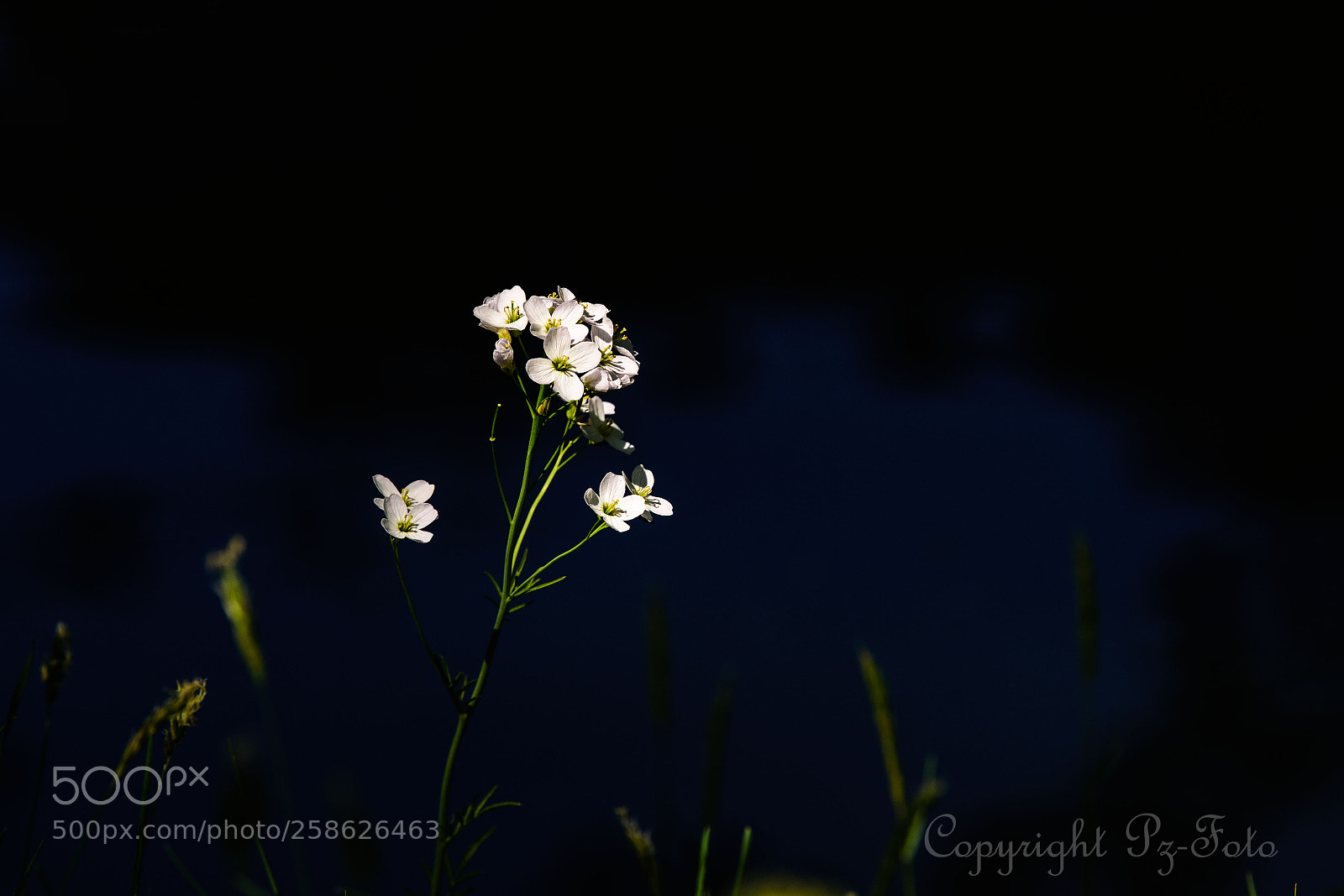 Nikon D4S sample photo. Wild flower photography