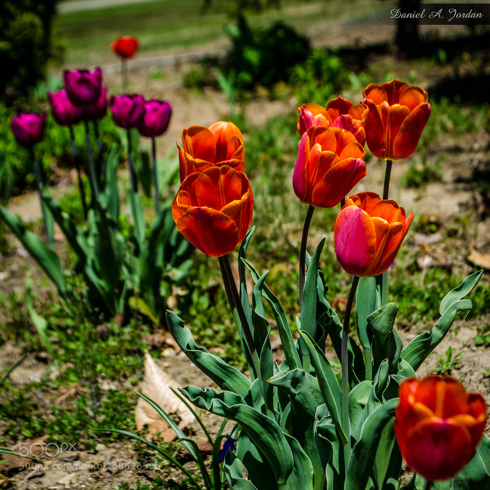 Nikon D5100 sample photo. The tulip bed photography