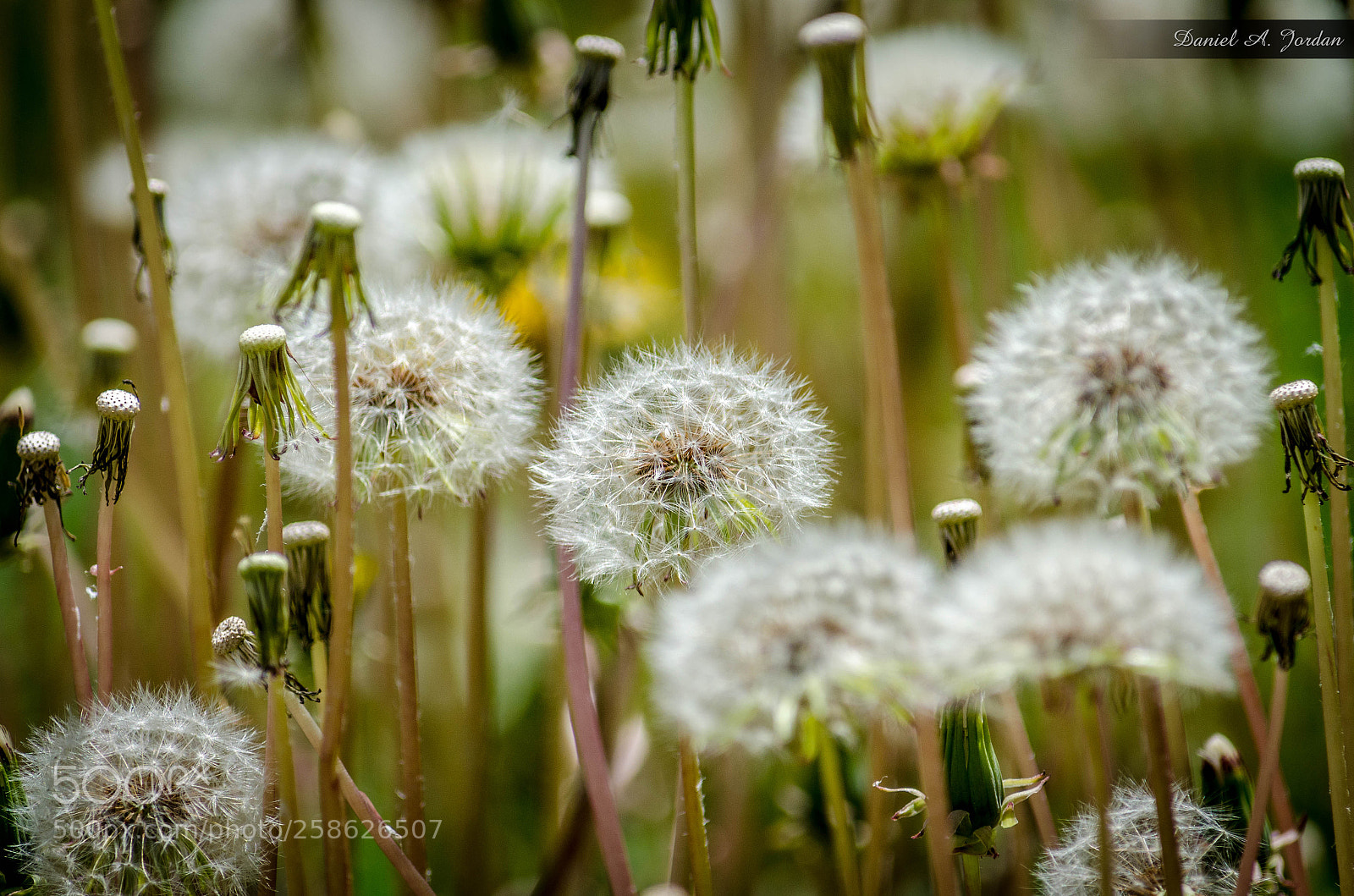 Nikon D5100 sample photo. Waiting for a spring photography
