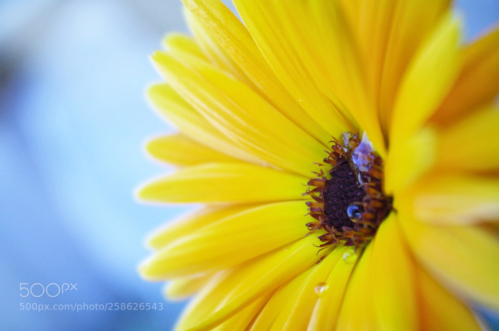 Canon EOS 1000D (EOS Digital Rebel XS / EOS Kiss F) sample photo. Yellow wildflower photography