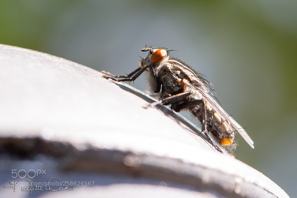 Canon EOS 6D sample photo. Robberfly photography