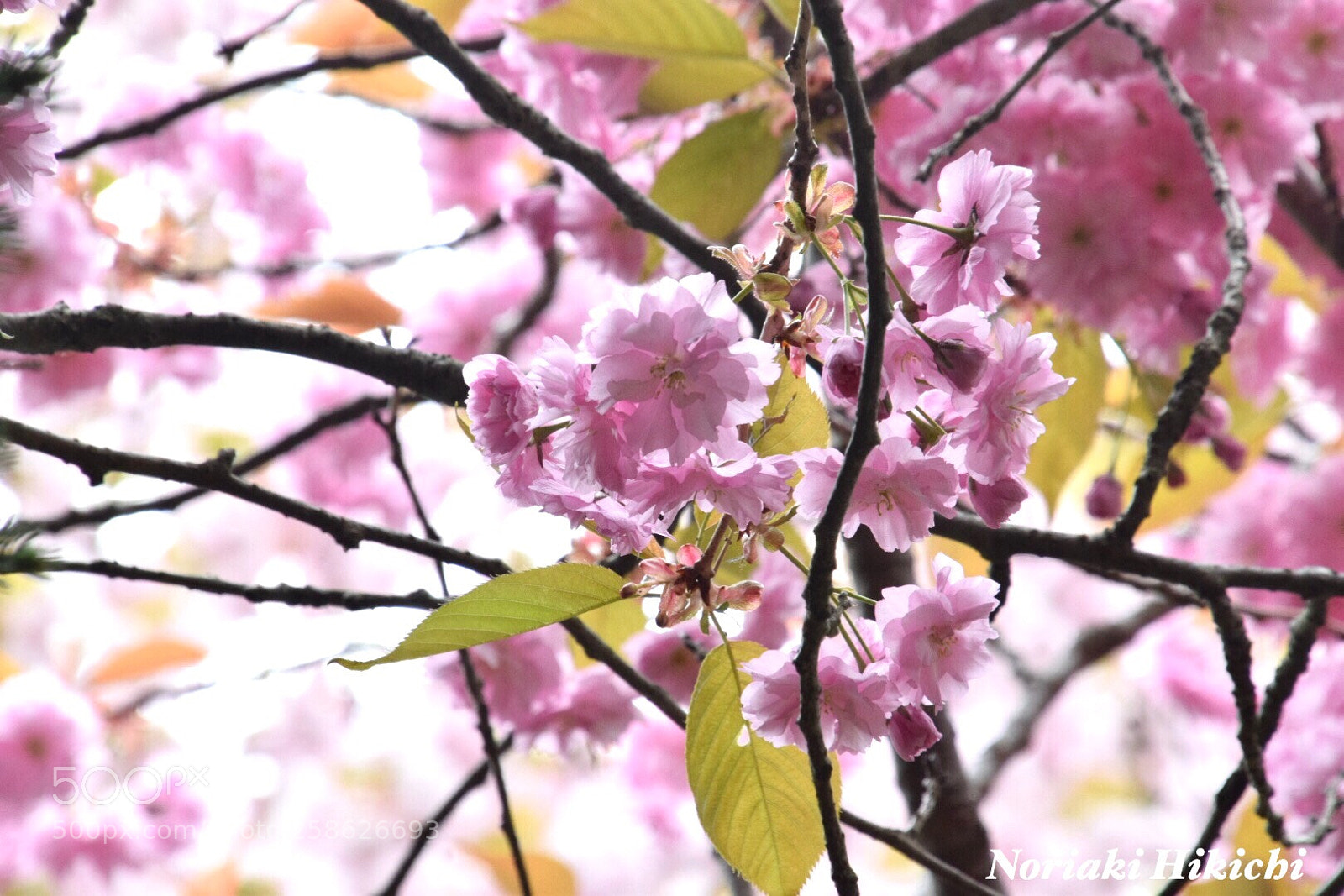 Nikon D5300 sample photo. Untitled photography