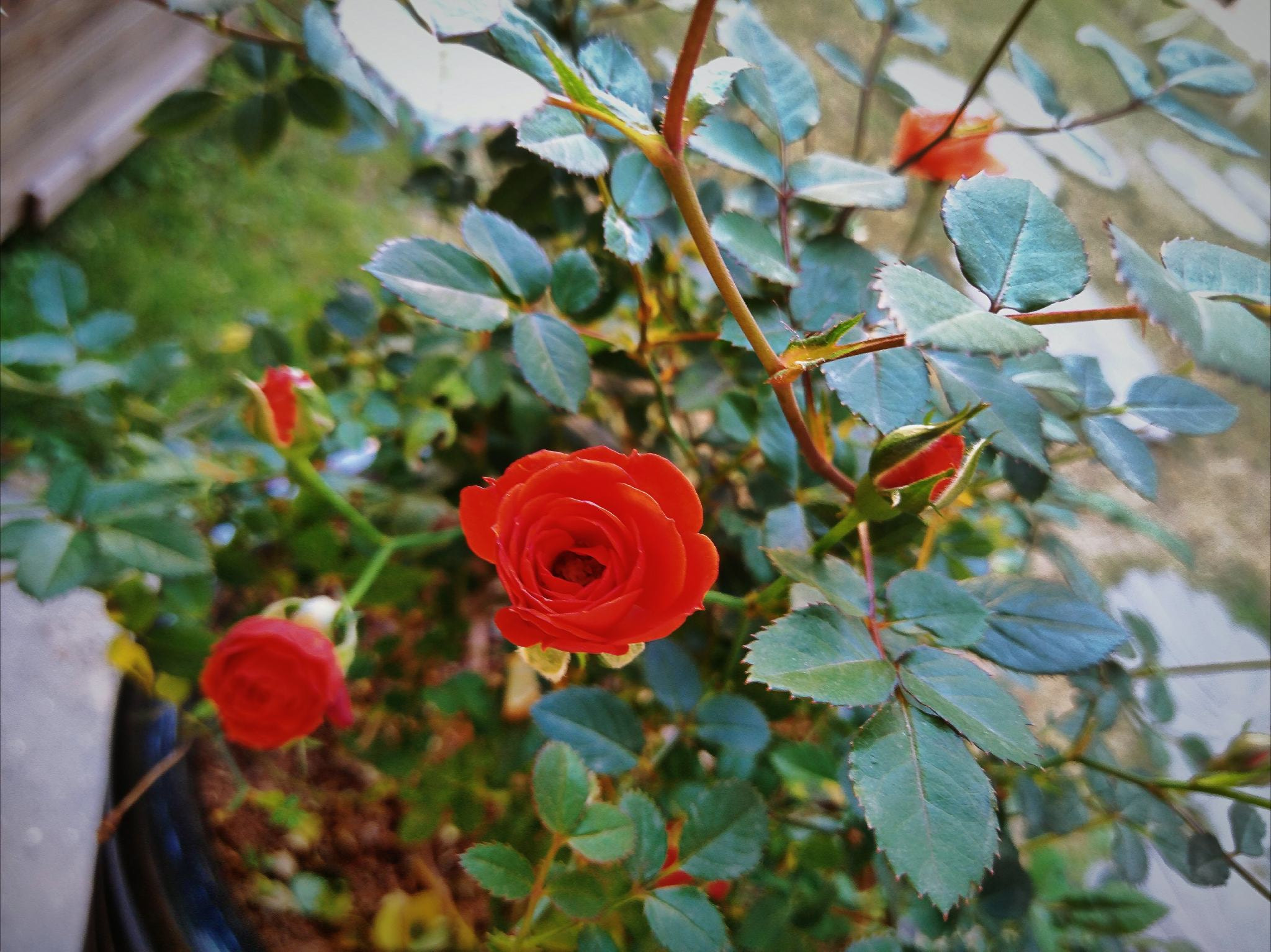 今天最受欢迎的花...