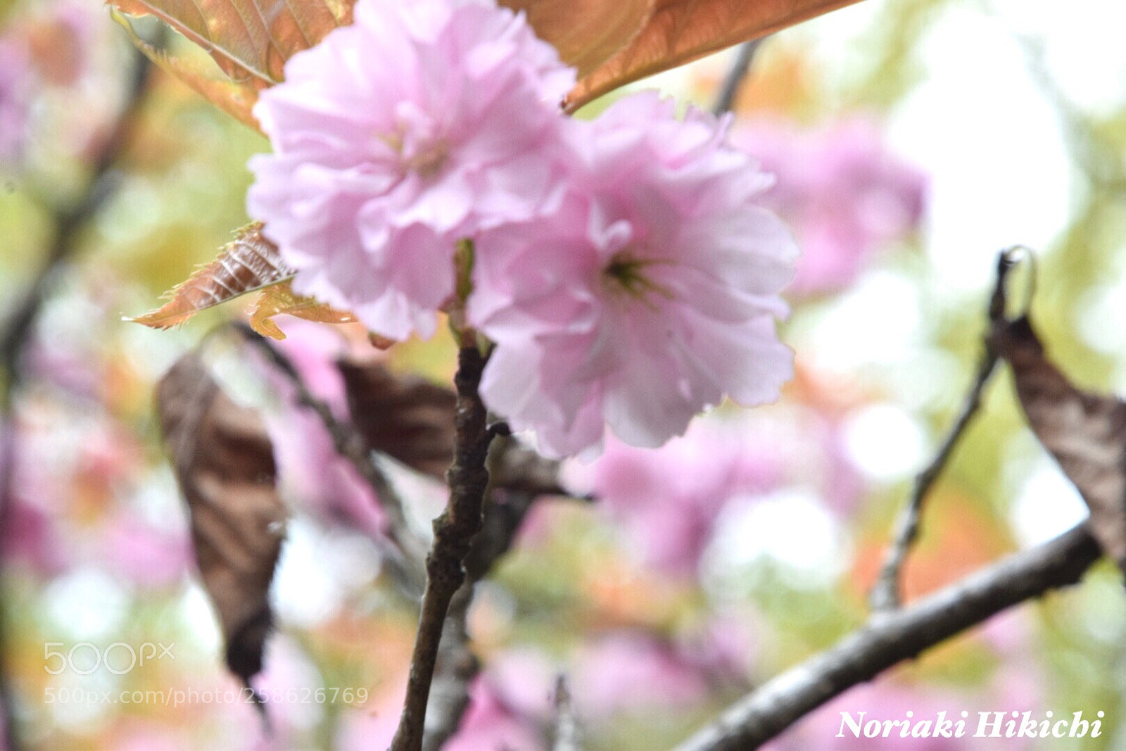 Nikon D5300 sample photo. Untitled photography