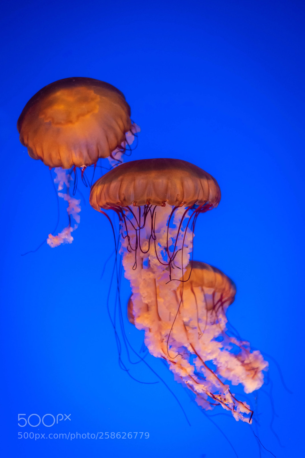 Nikon D810 sample photo. Sea nettle photography