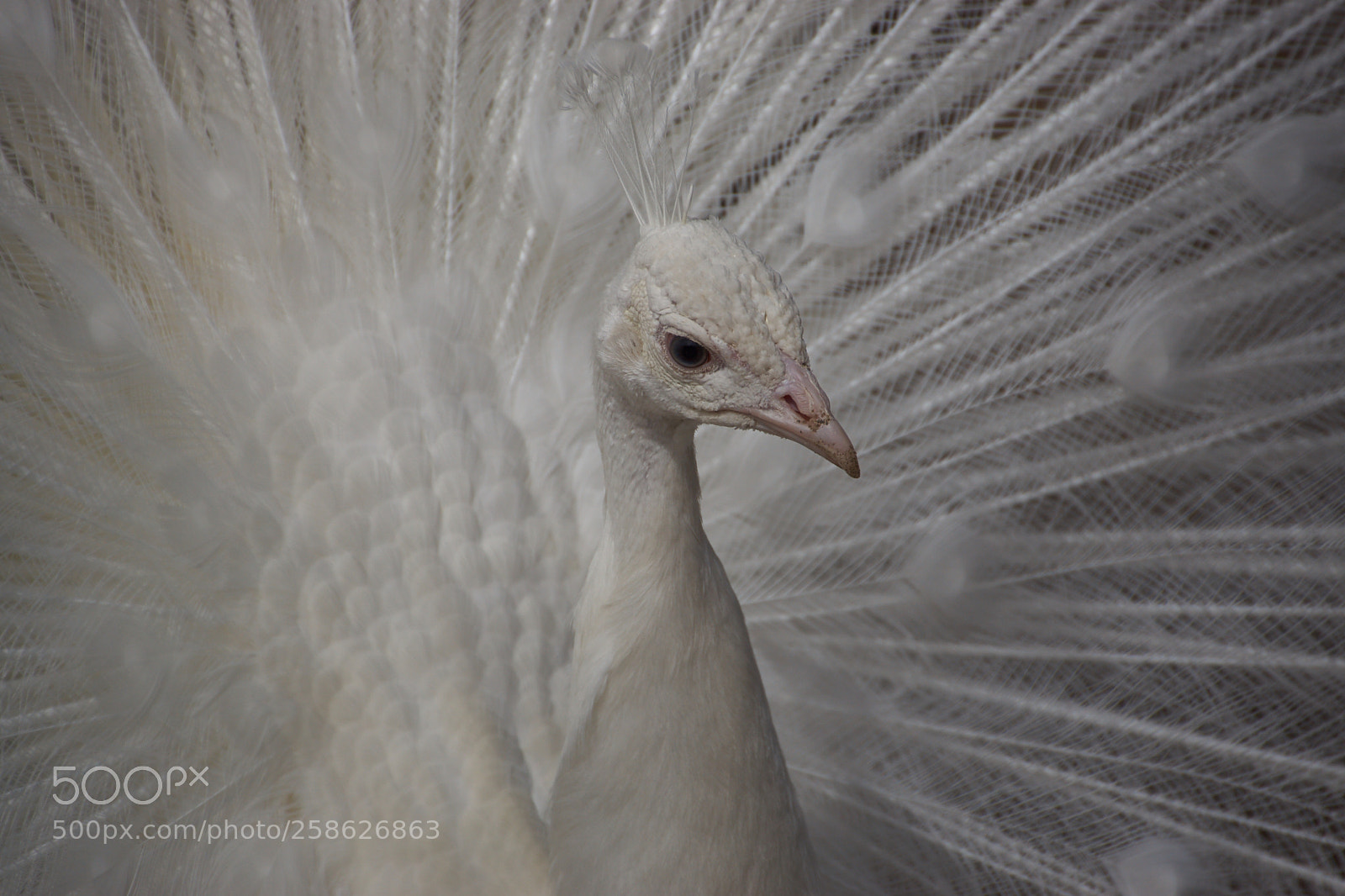 Sony SLT-A65 (SLT-A65V) sample photo. Paon blanc photography