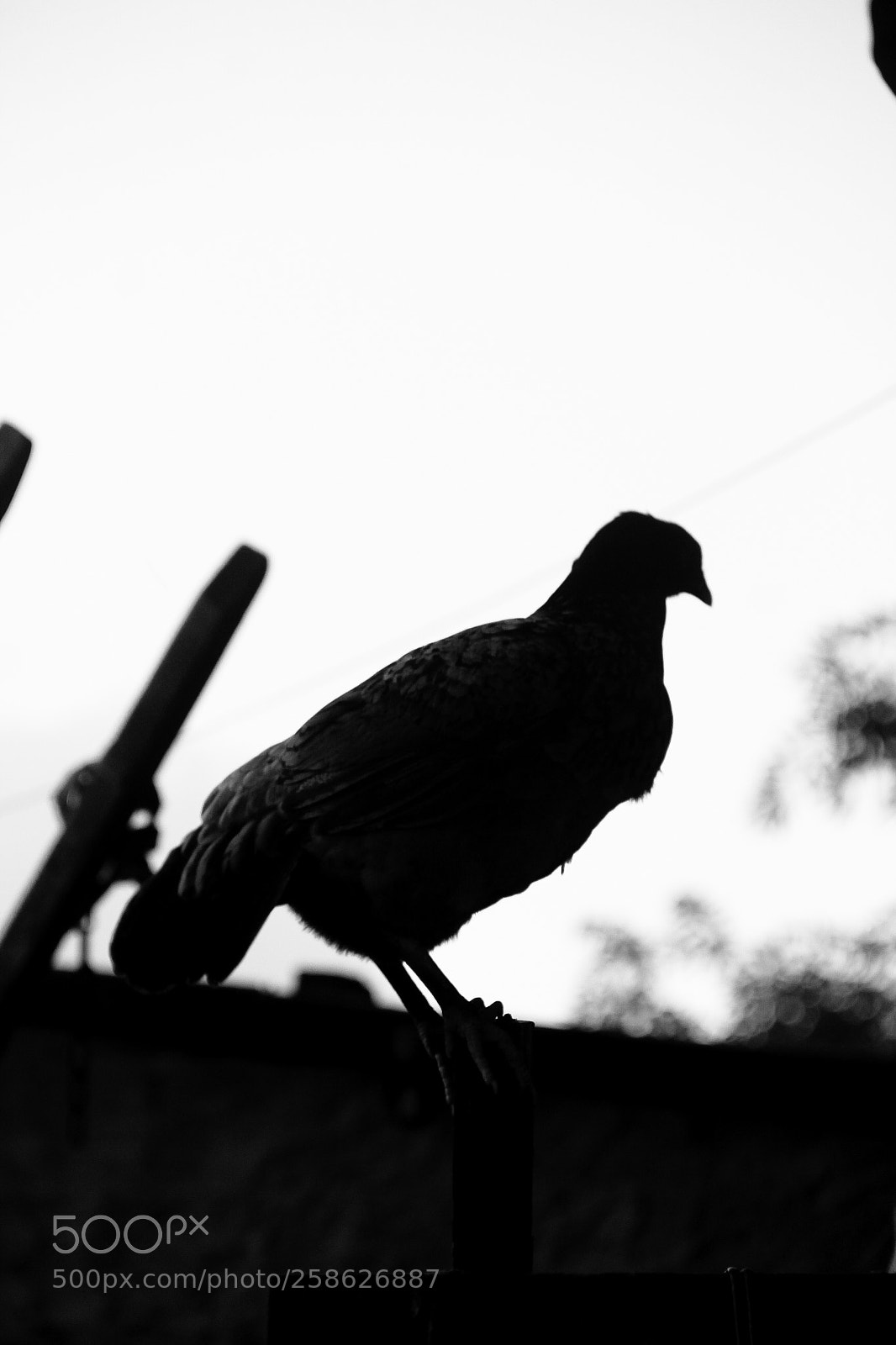 Canon EOS 60D sample photo. Comunidade do cano photography