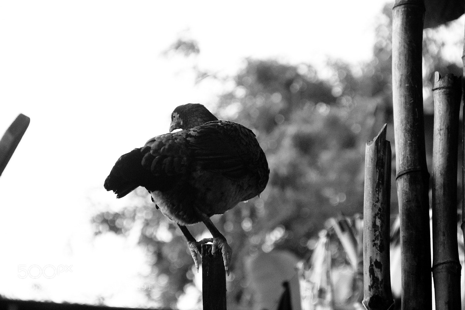 Canon EOS 60D sample photo. Comunidade do cano photography