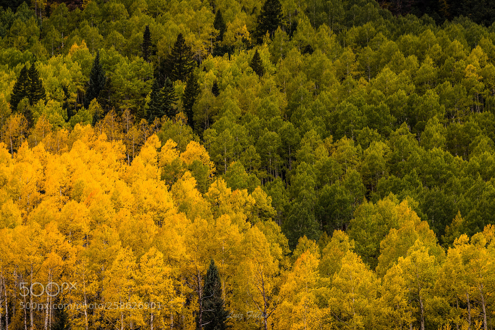 Nikon D810 sample photo. Colorado´s fall iv photography