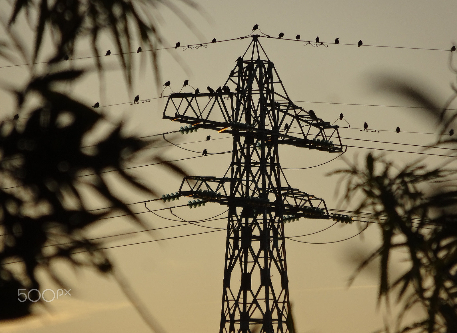 Sony Cyber-shot DSC-WX300 sample photo. Transmission tower and birds photography