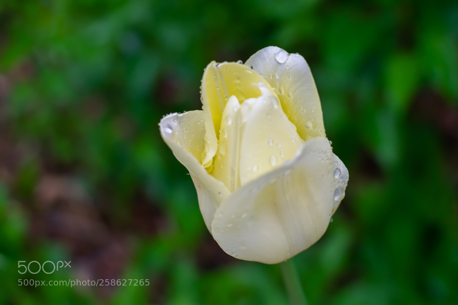 Nikon D5300 sample photo. Untitled photography