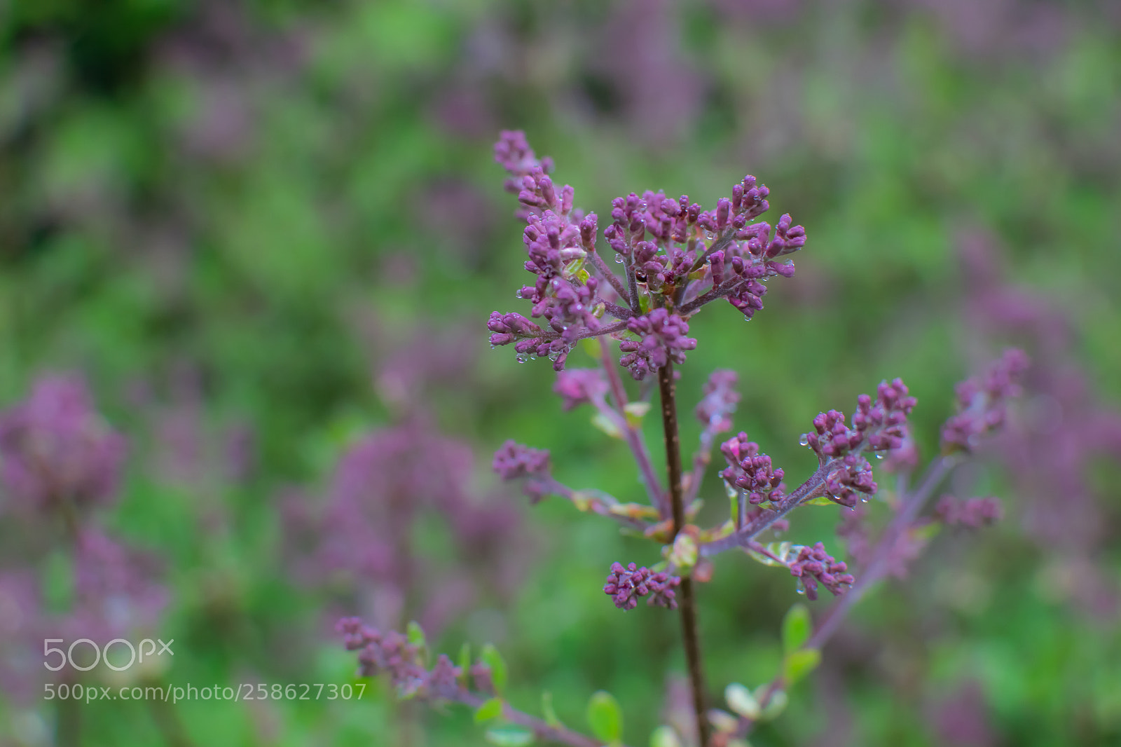 Nikon D5300 sample photo. Untitled photography