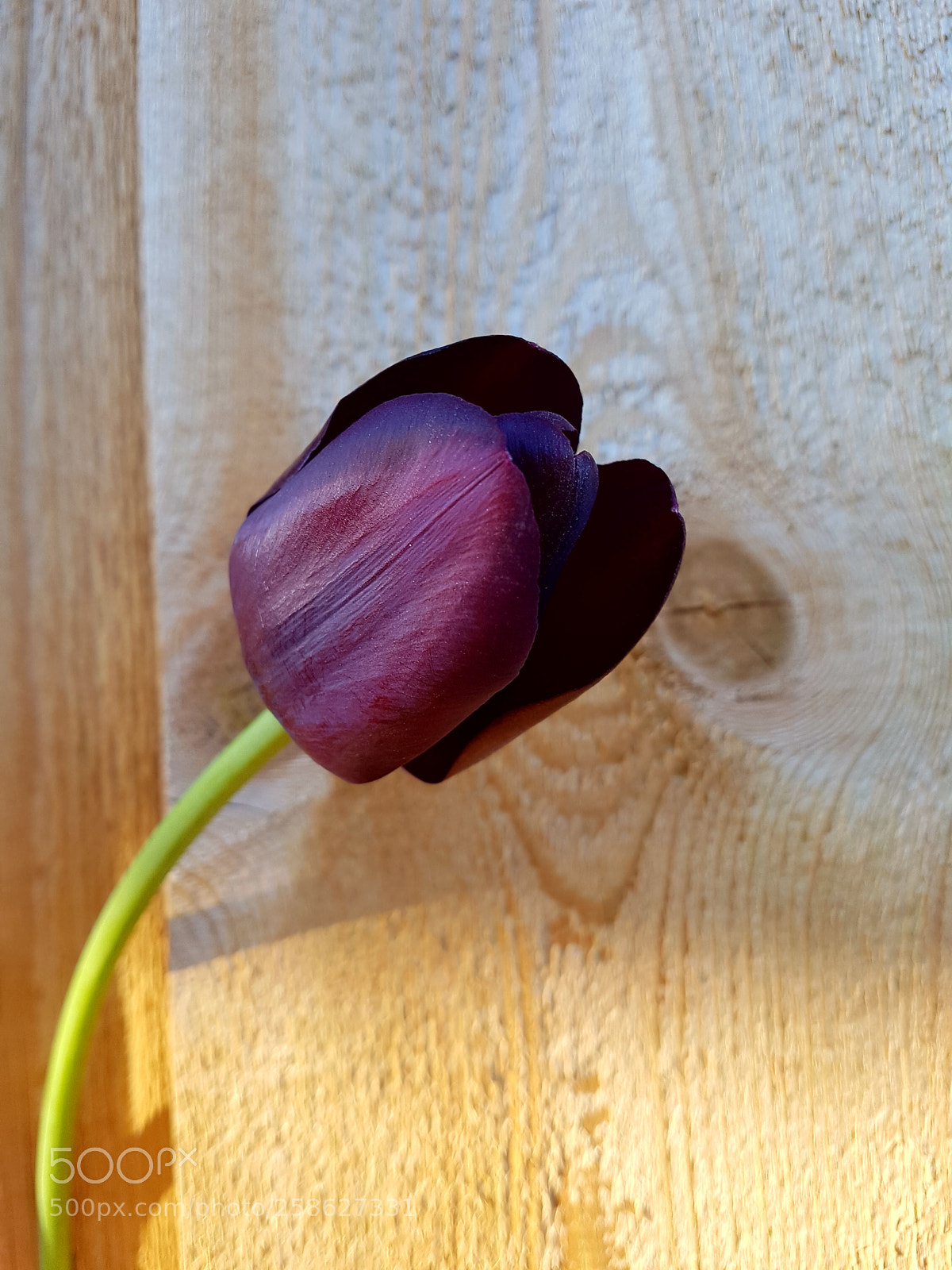 Samsung Galaxy S7 Edge sample photo. Lâle photography